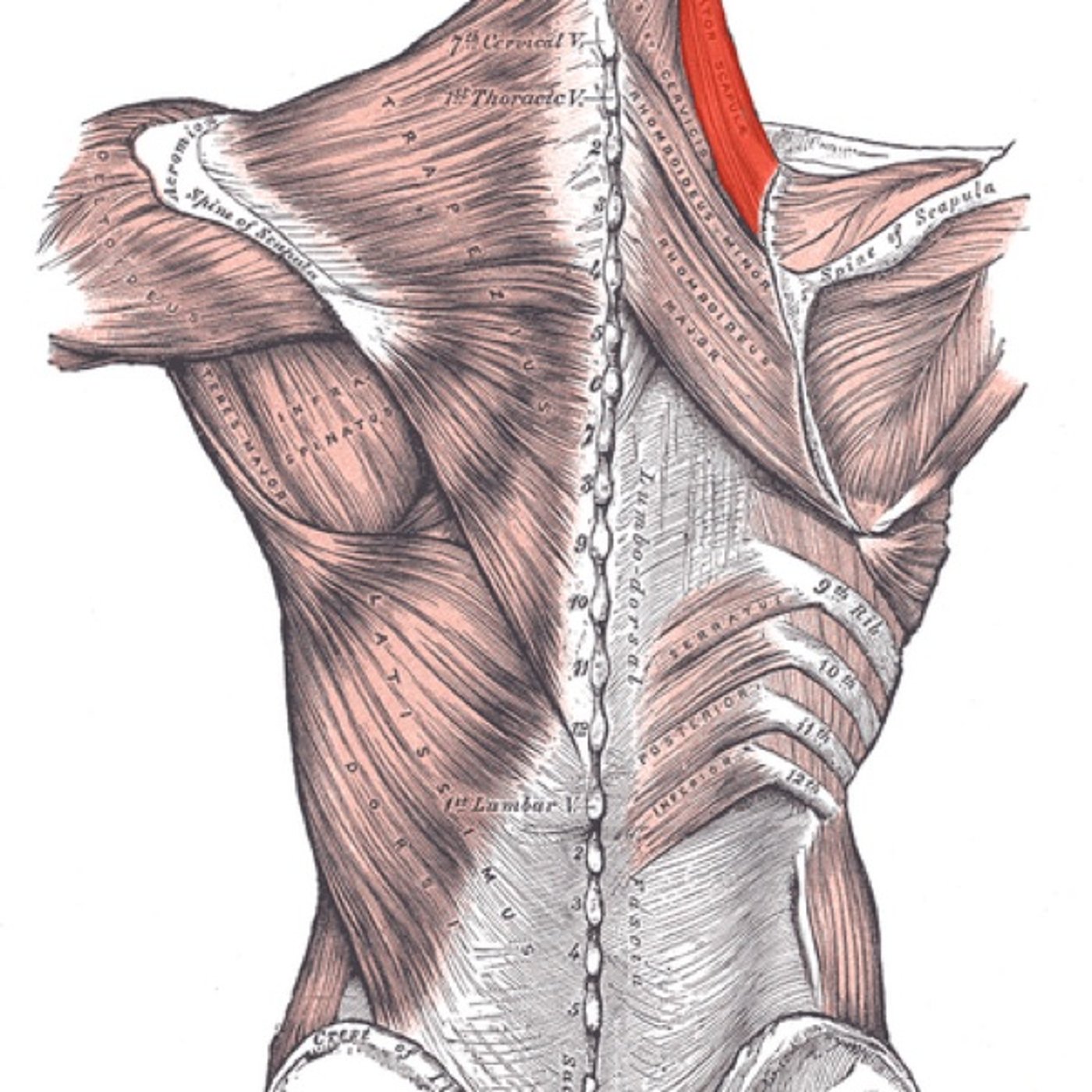 健甲挙筋とか接骨院の先生テンション⤴︎とか1人で過ごす時間をもつといいよとかの話 episode artwork