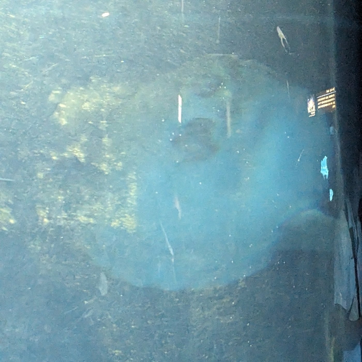 「水族館なわざわざきぐるみにするなマスコットキャラクターは？」