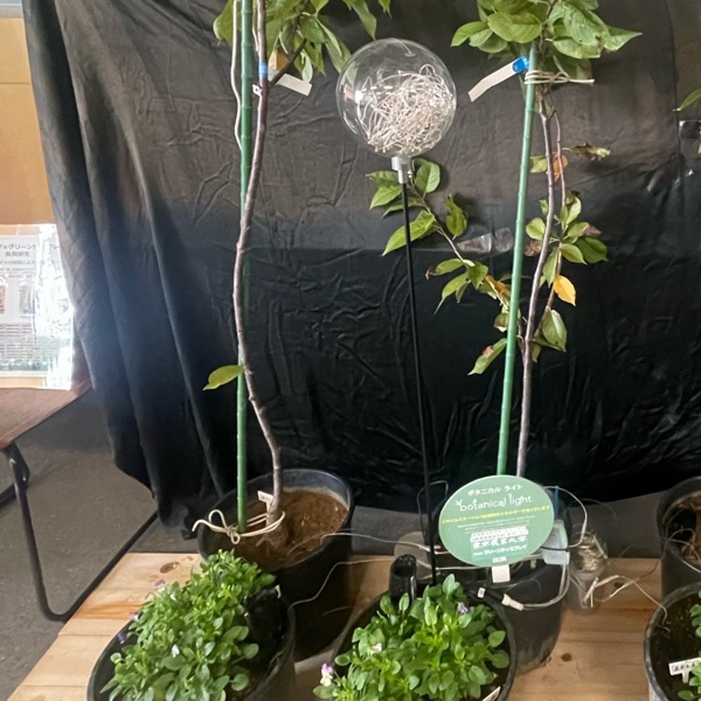 植物と土から電気を発電！？驚きのbotanical lightの科学 episode artwork