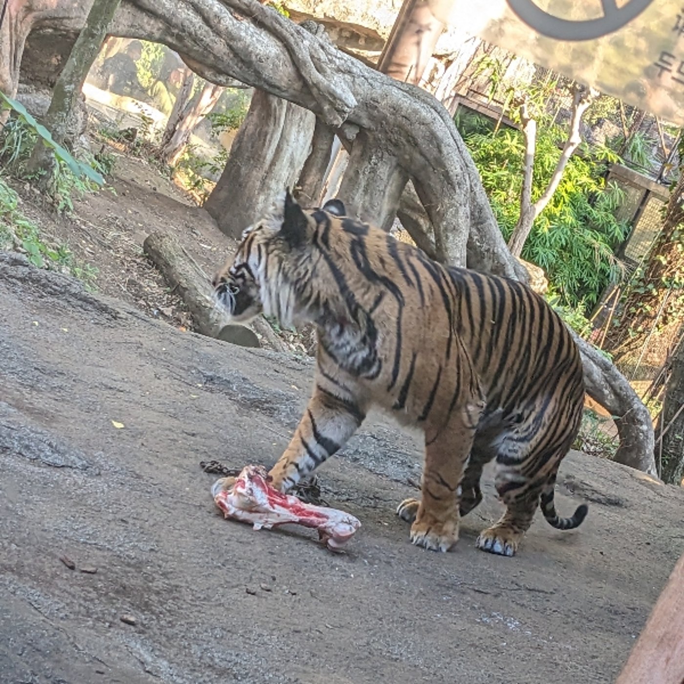 「男に二言はない　いろんな生き物バージョン」