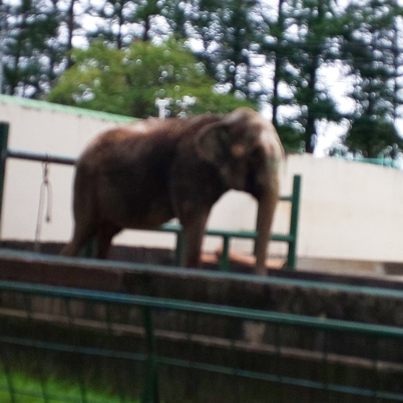 「マンモスキャラの必殺技」