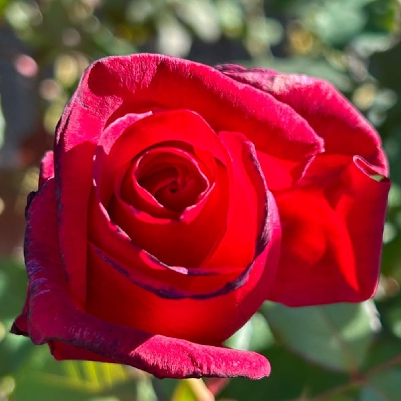 公園の朝散歩より677鳥たち 公園の朝散歩より677鳥たち