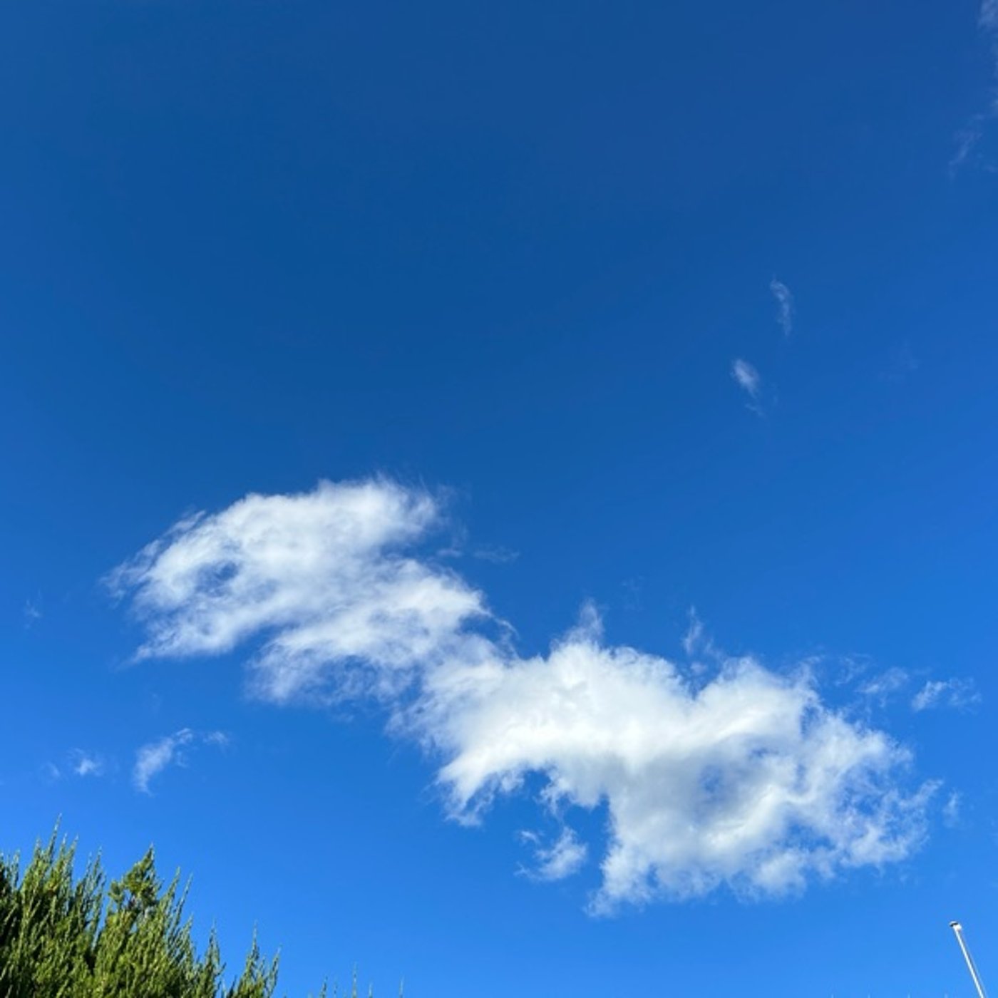 公園の朝散歩より679鳥の声 公園の朝散歩より679鳥の声