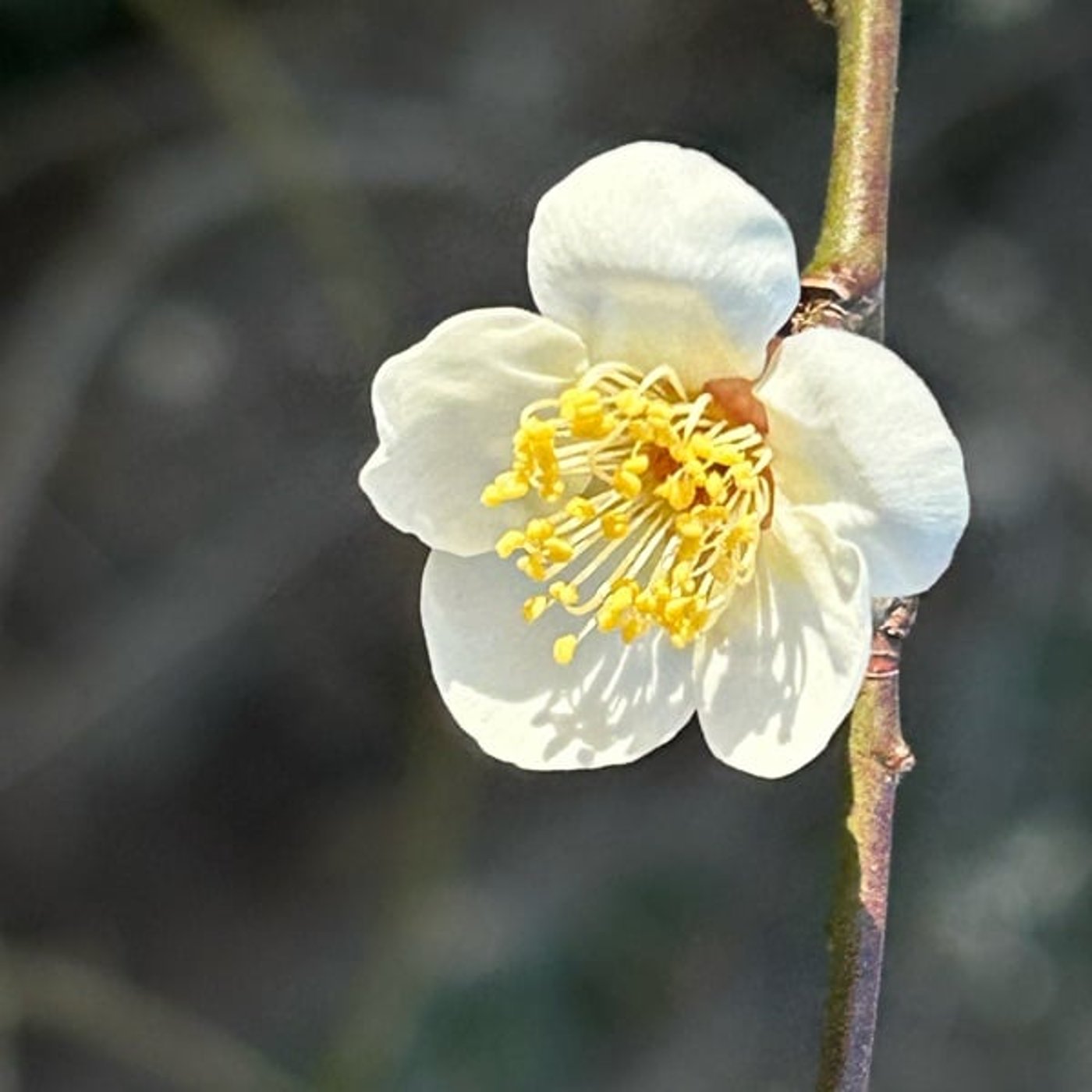 公園の朝散歩より681おちばプール 公園の朝散歩より681おちばプール