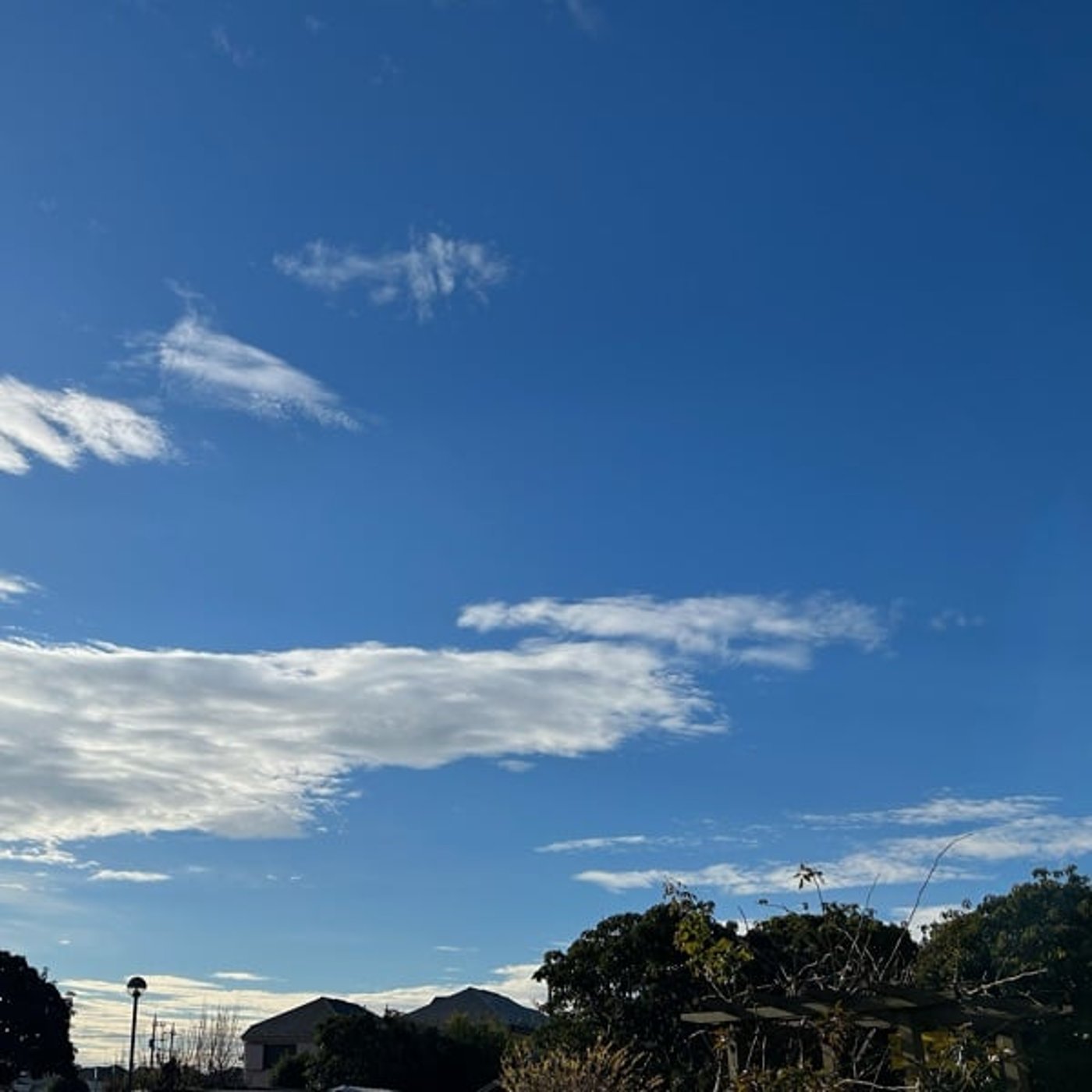 公園の朝散歩より685鳥のこえ 公園の朝散歩より685鳥のこえ