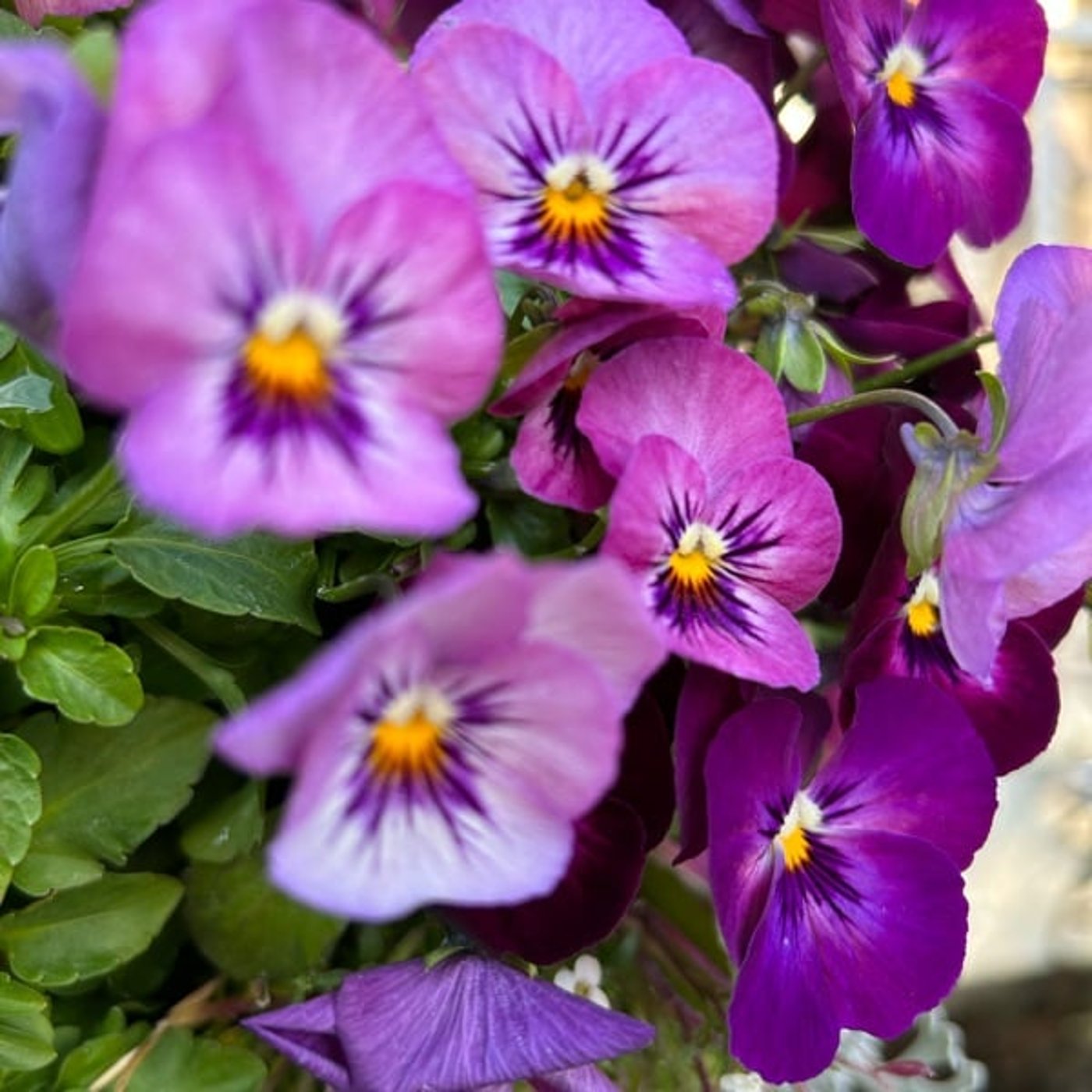 公園の朝散歩より686ランナーと鳥 公園の朝散歩より686ランナーと鳥