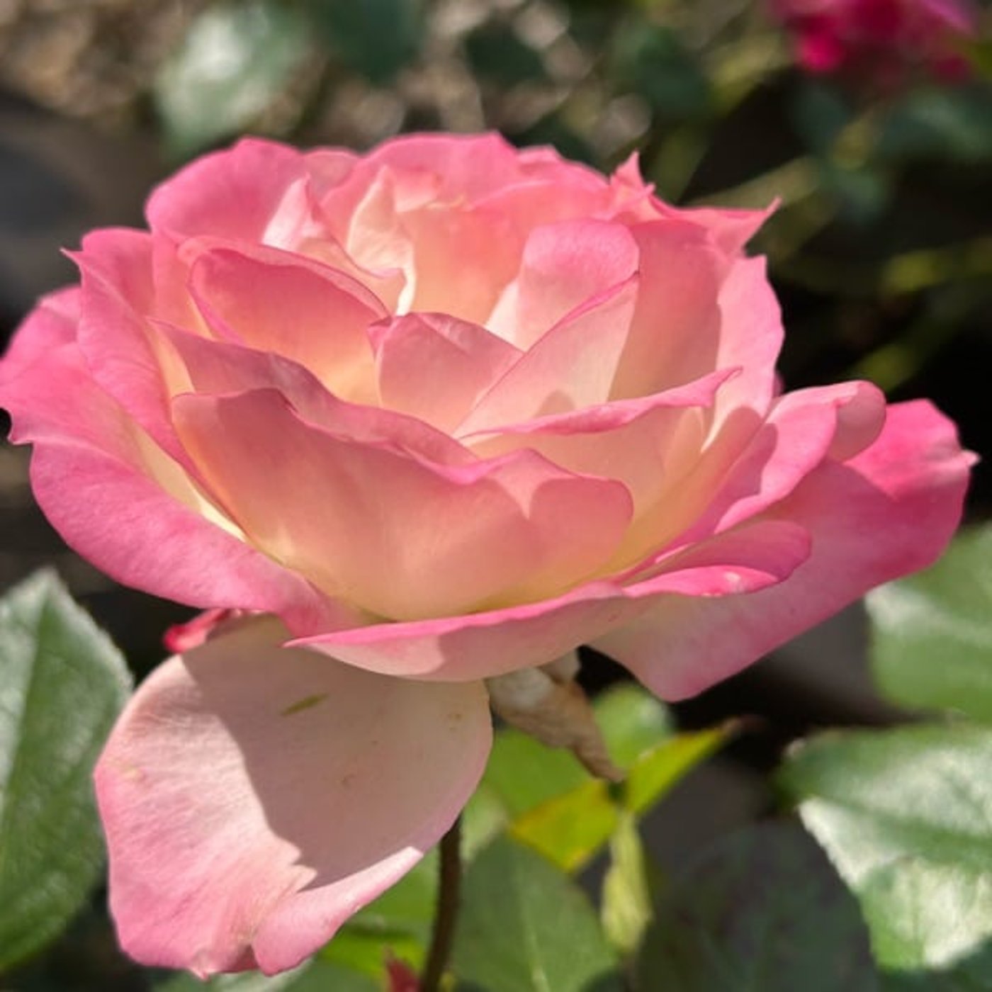 公園の朝散歩より690鳥とおちば 公園の朝散歩より690鳥とおちば