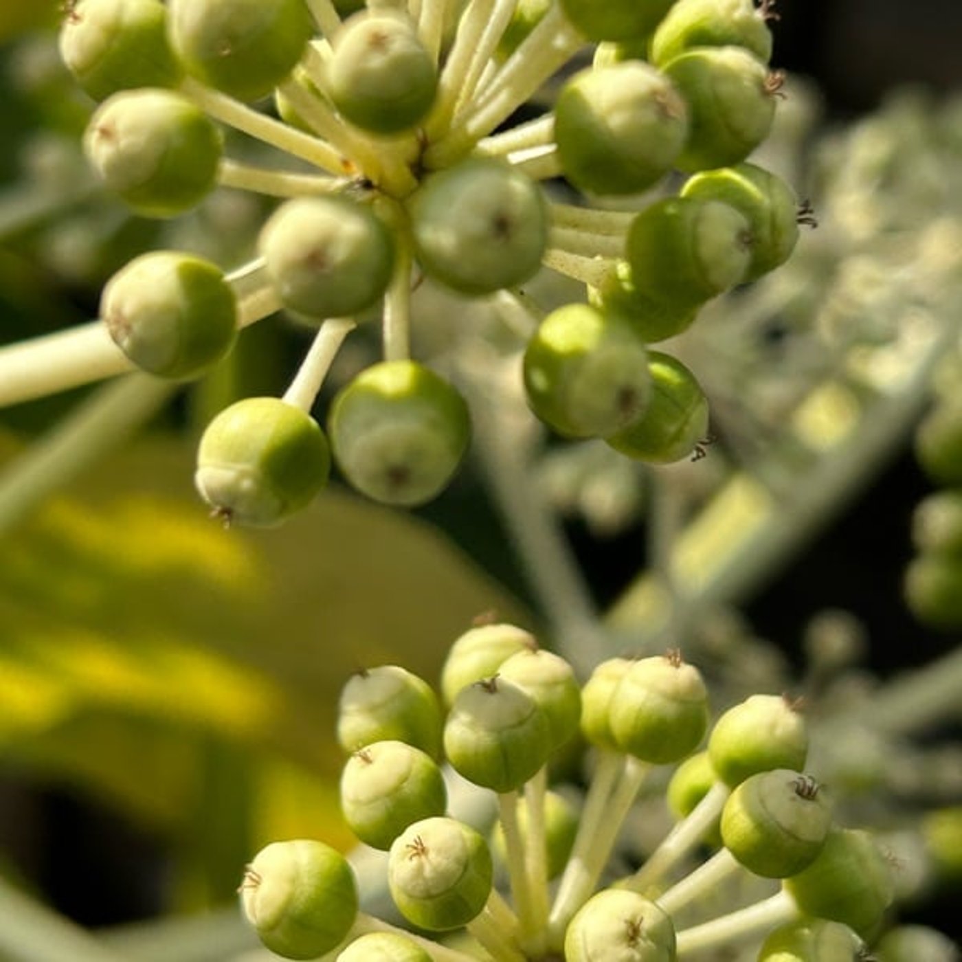 公園の朝散歩より691鳥のこえ 公園の朝散歩より691鳥のこえ