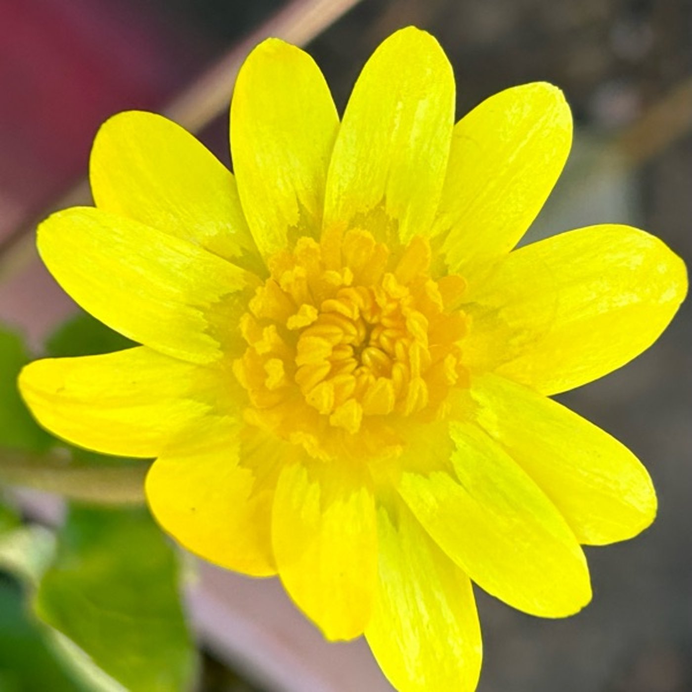 公園の朝散歩より692鳥の声 公園の朝散歩より692鳥の声