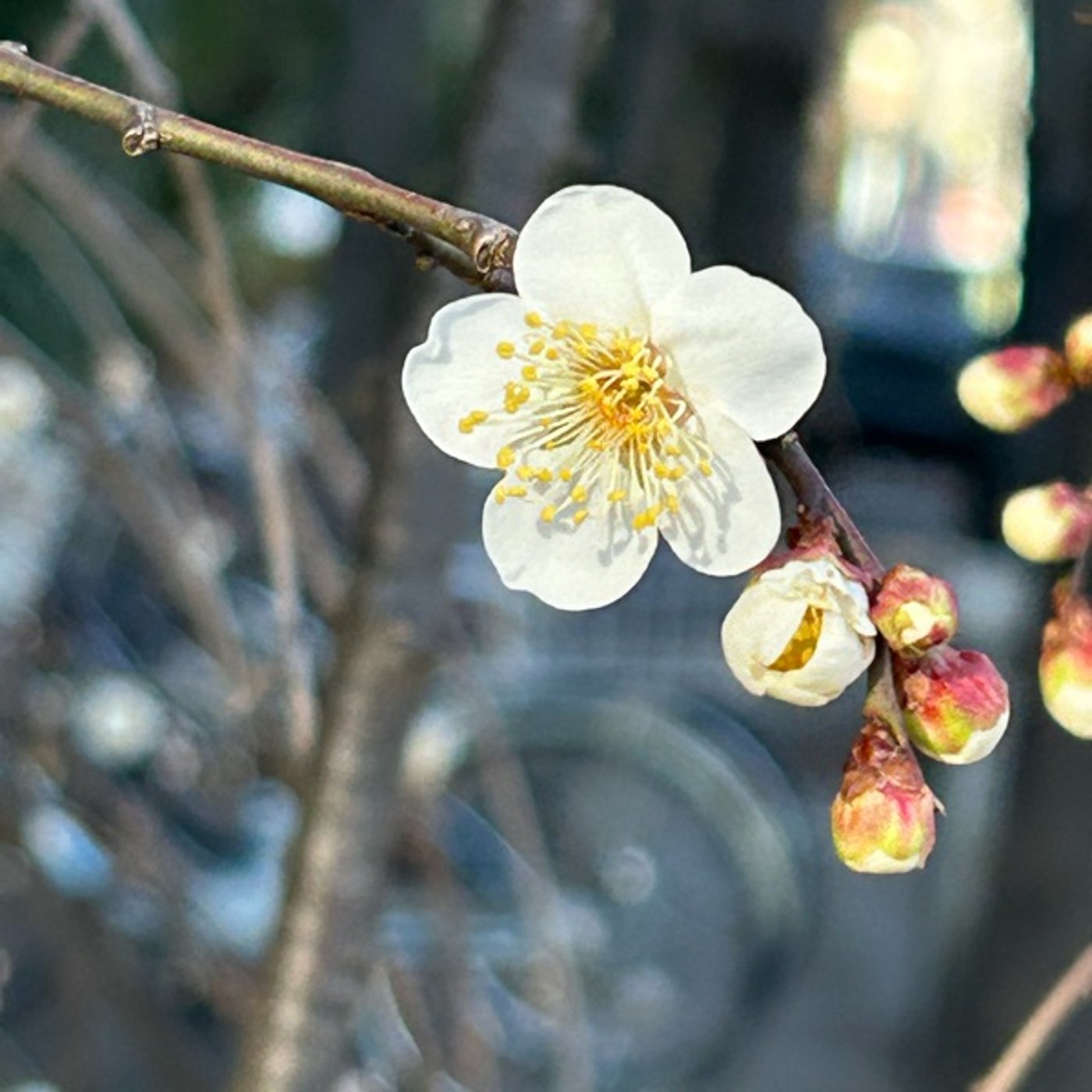 公園の朝散歩より695鳥のこえ 公園の朝散歩より695鳥のこえ