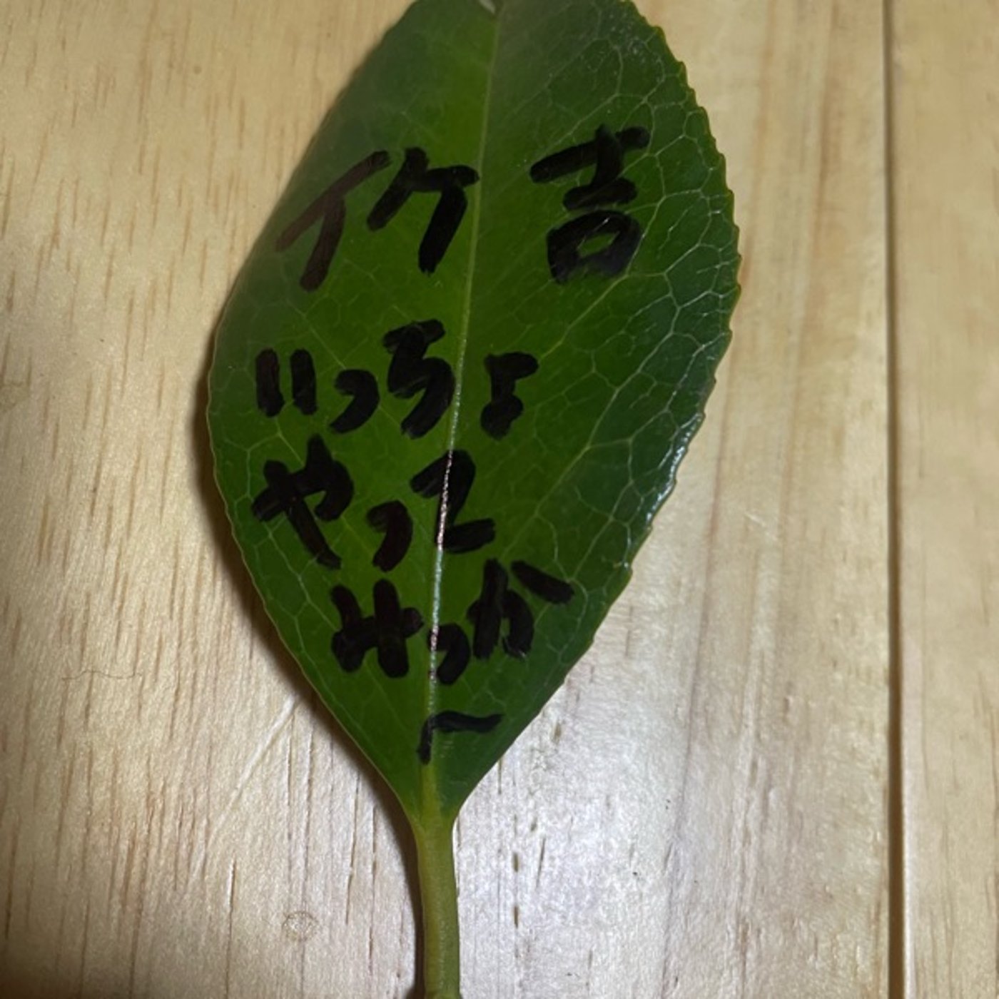 おみくじ付き葉っぱの名刺は如何でしょうか！？ episode artwork