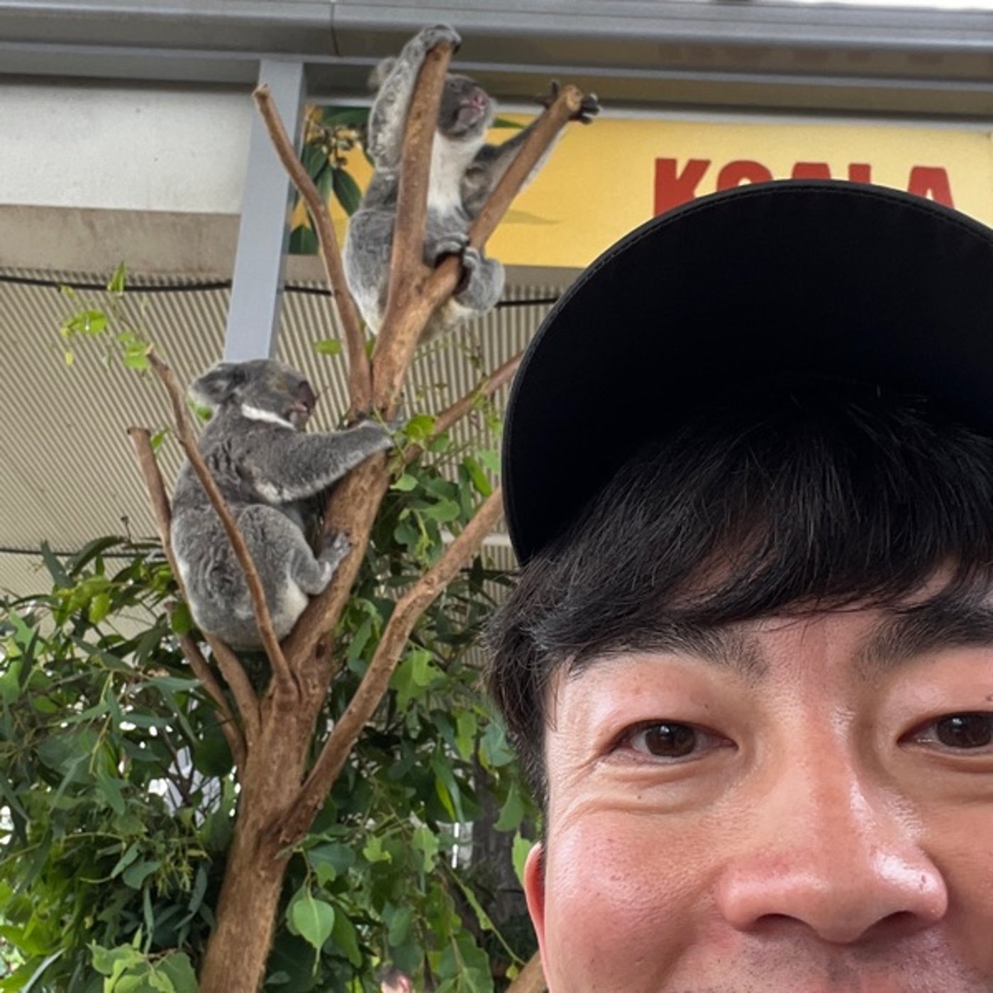 【第483回】シドニー水族館とやよい軒行ってきたよー