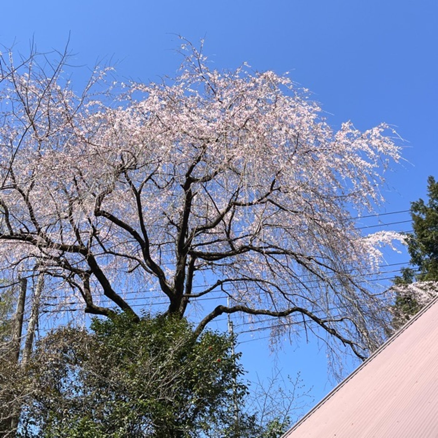 #0652 風の谷の活動が再開しました