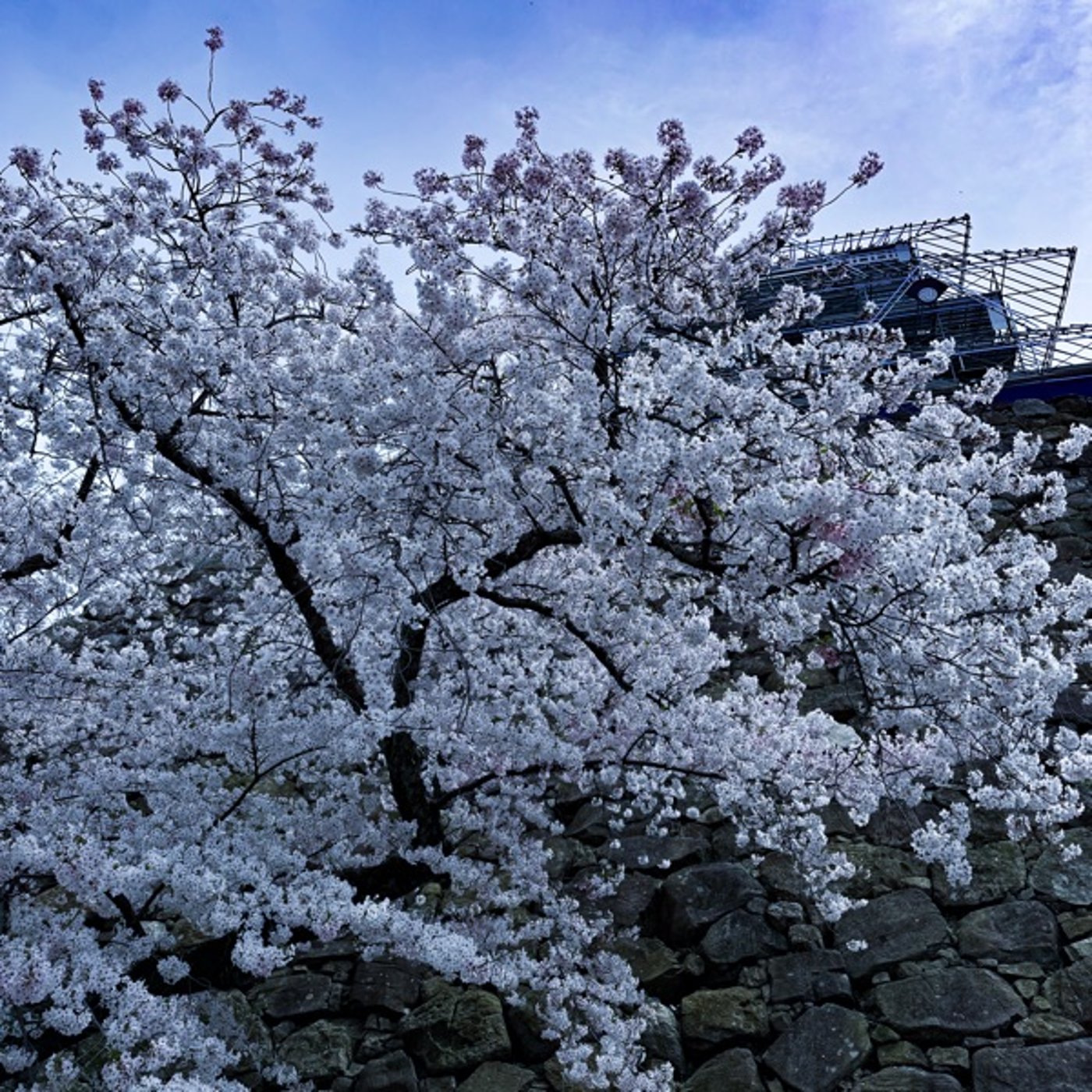 #189.さくらまつりに行ってきました