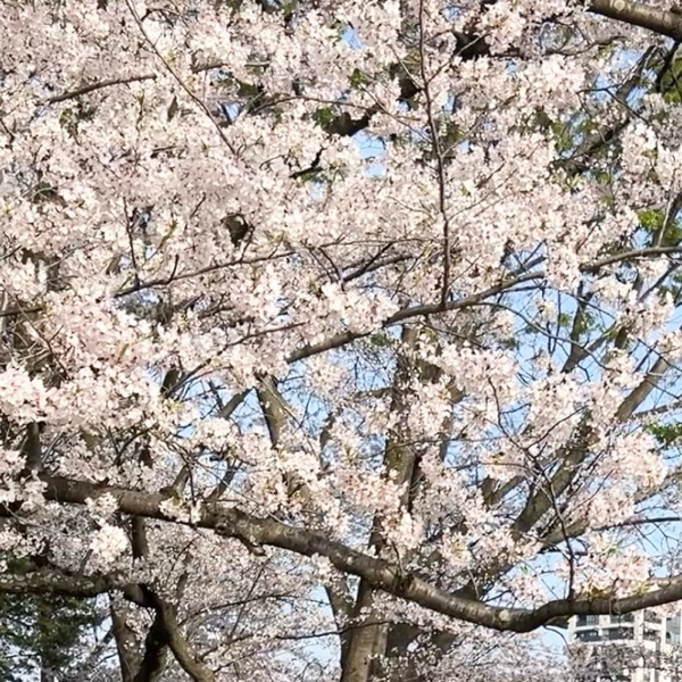 考察【言葉遣い悩む問題】#0061 episode artwork