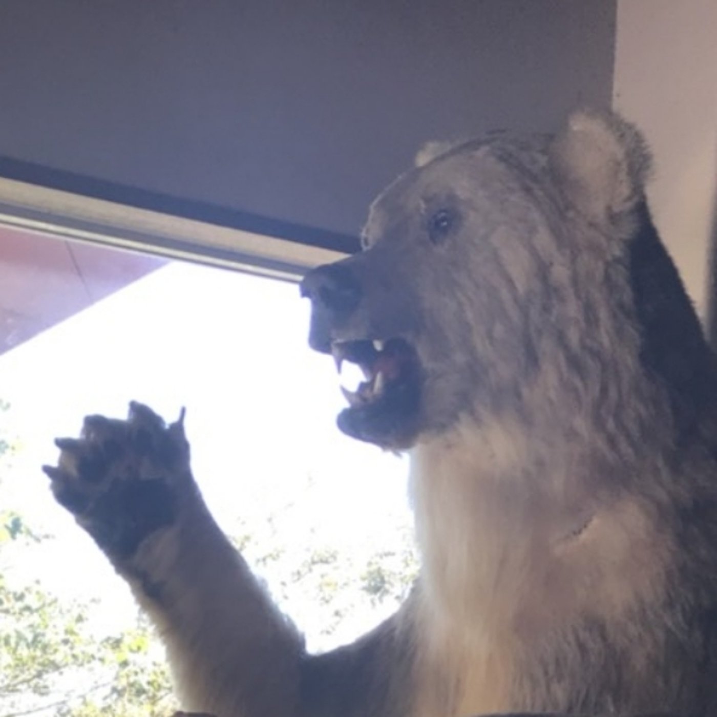 「こんなアライグマは嫌だ、どんなアライグマ？」
