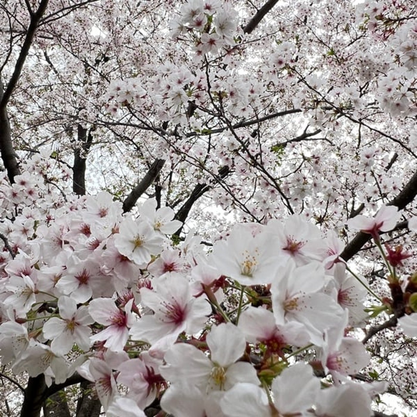 【第522回】まだ桜が綺麗でした！！(^^)