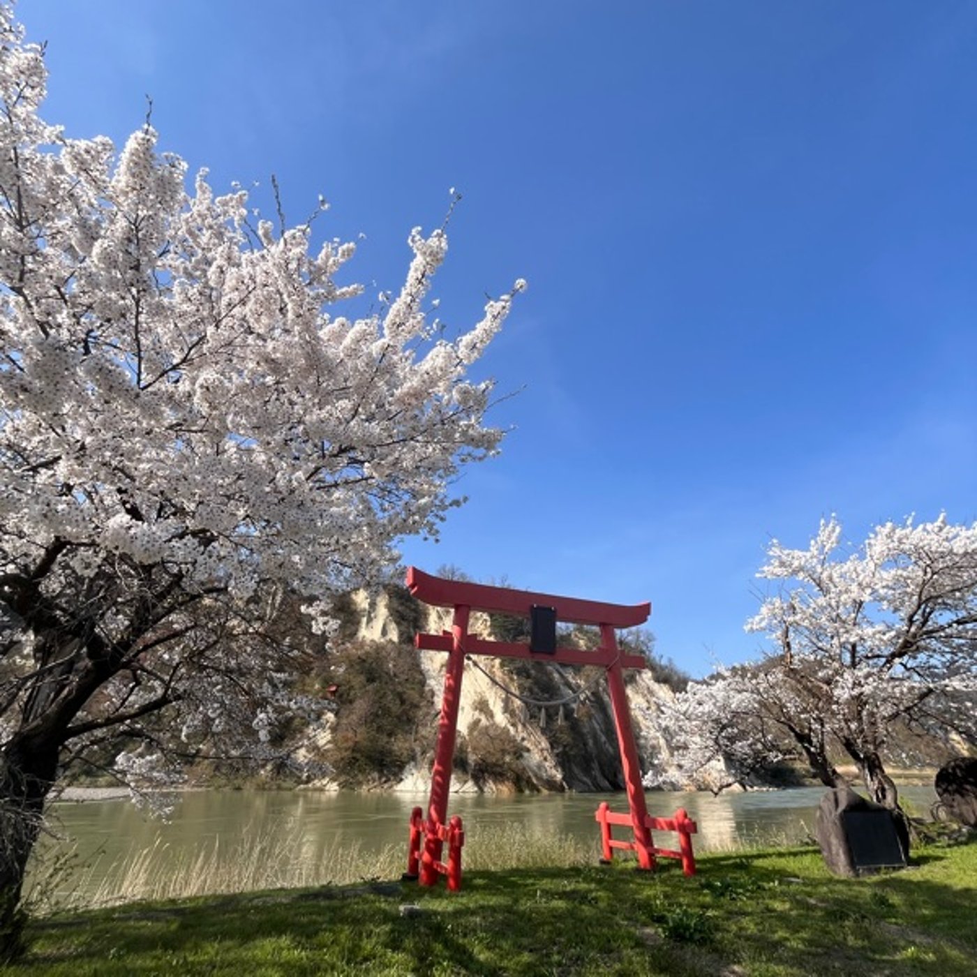 #0667【東北スノーキャラバン】山形県内は桜が満開です