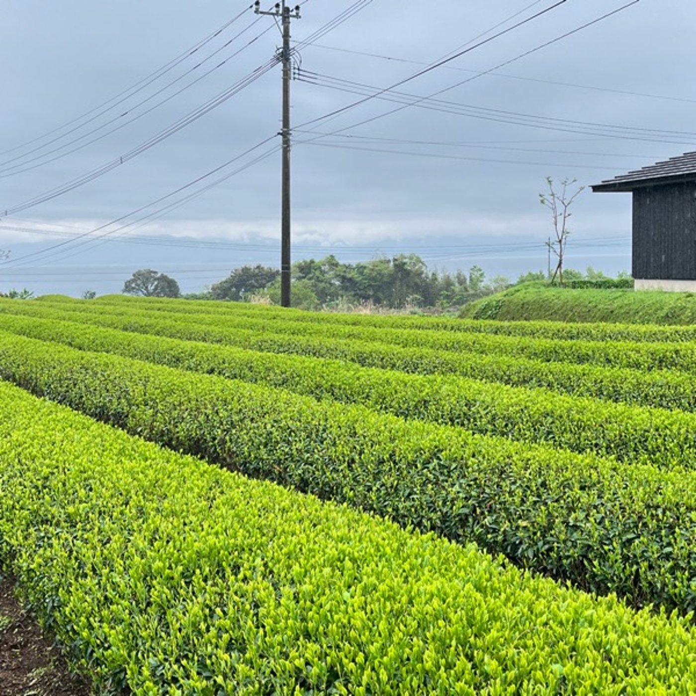 三方良しの元氣茶や、まだまだやめないぞと決意も新たに!今年のお茶摘み終わったどー