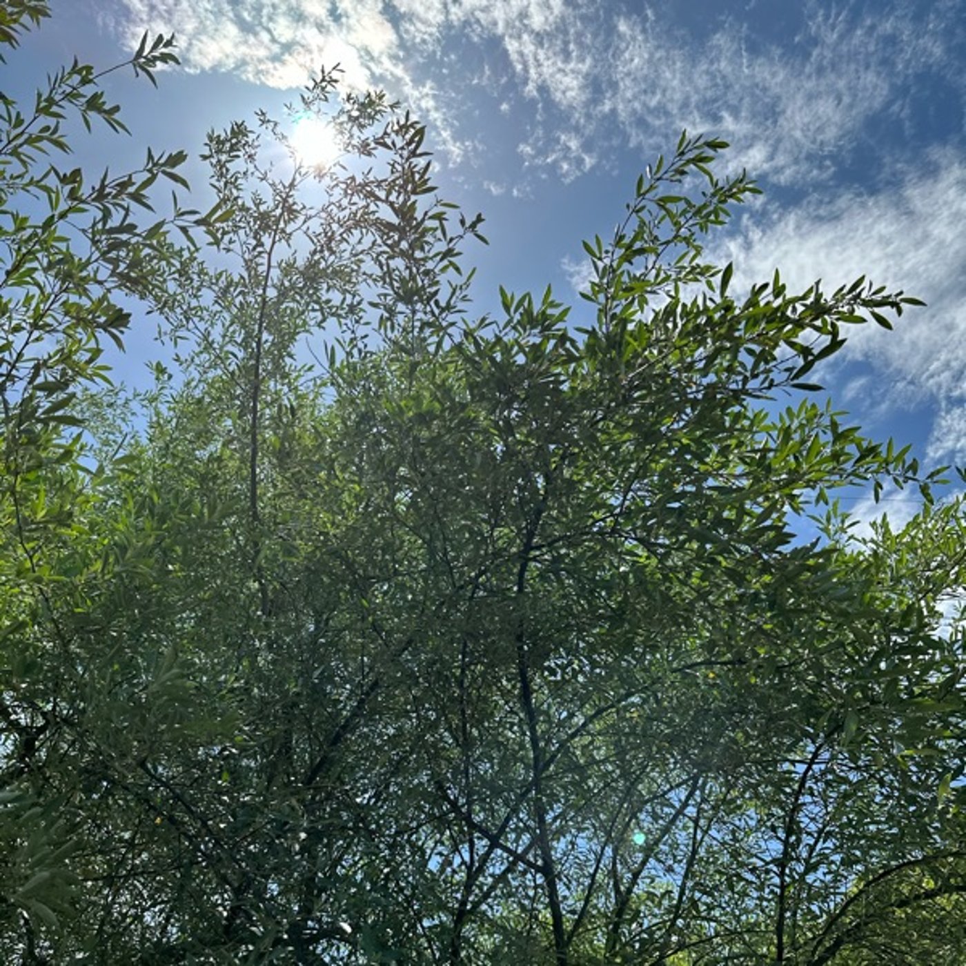 セルフヒーリング