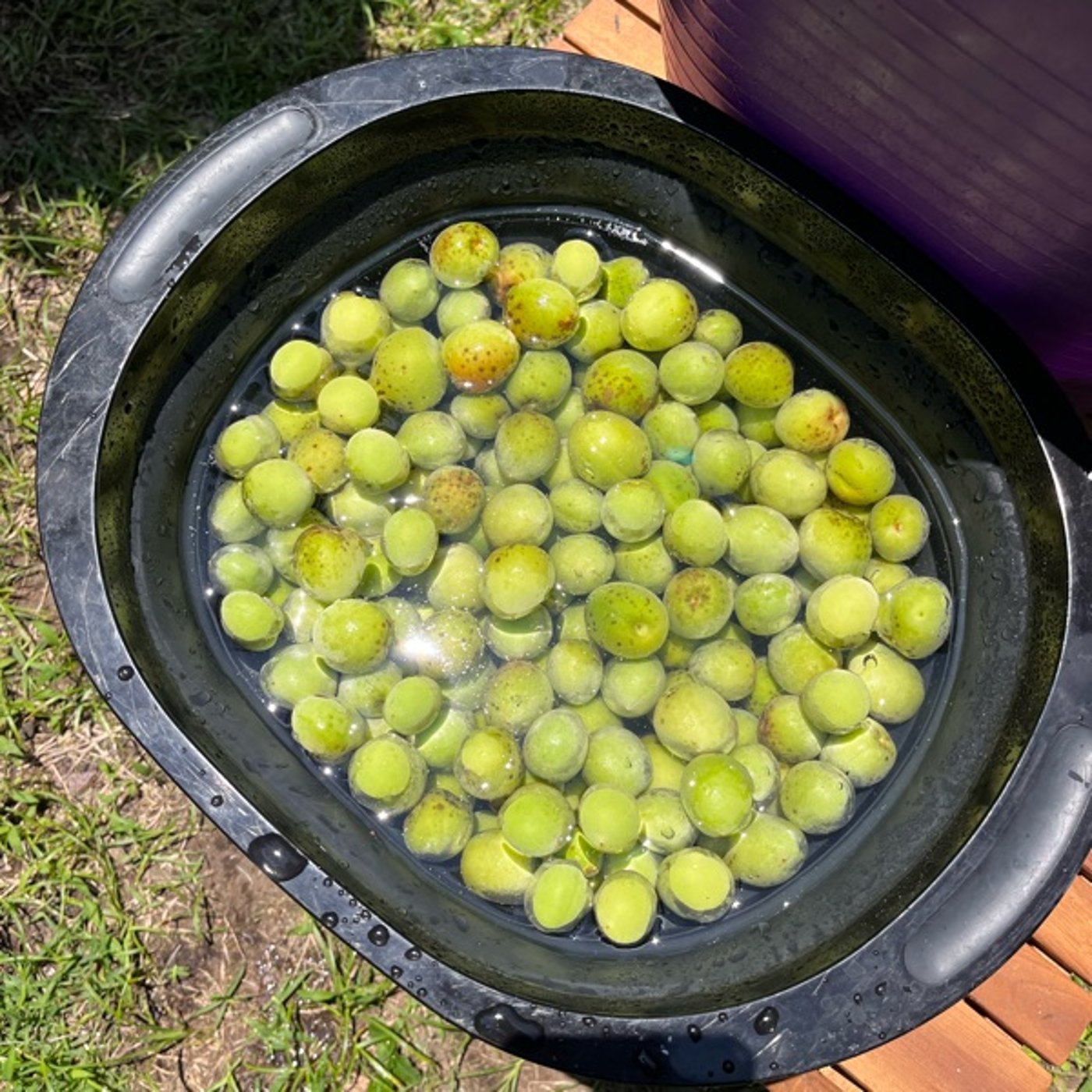 #0728 風の谷で梅を収穫