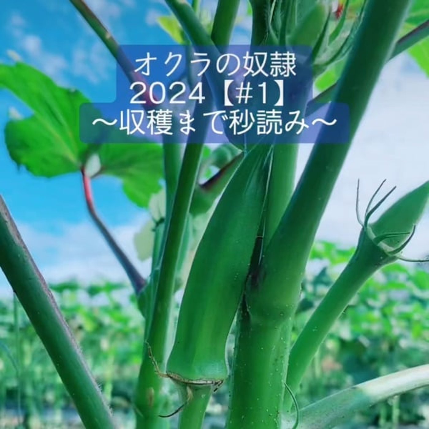 【#168】夏野菜オクラはすげぇ健康的な作物なんです