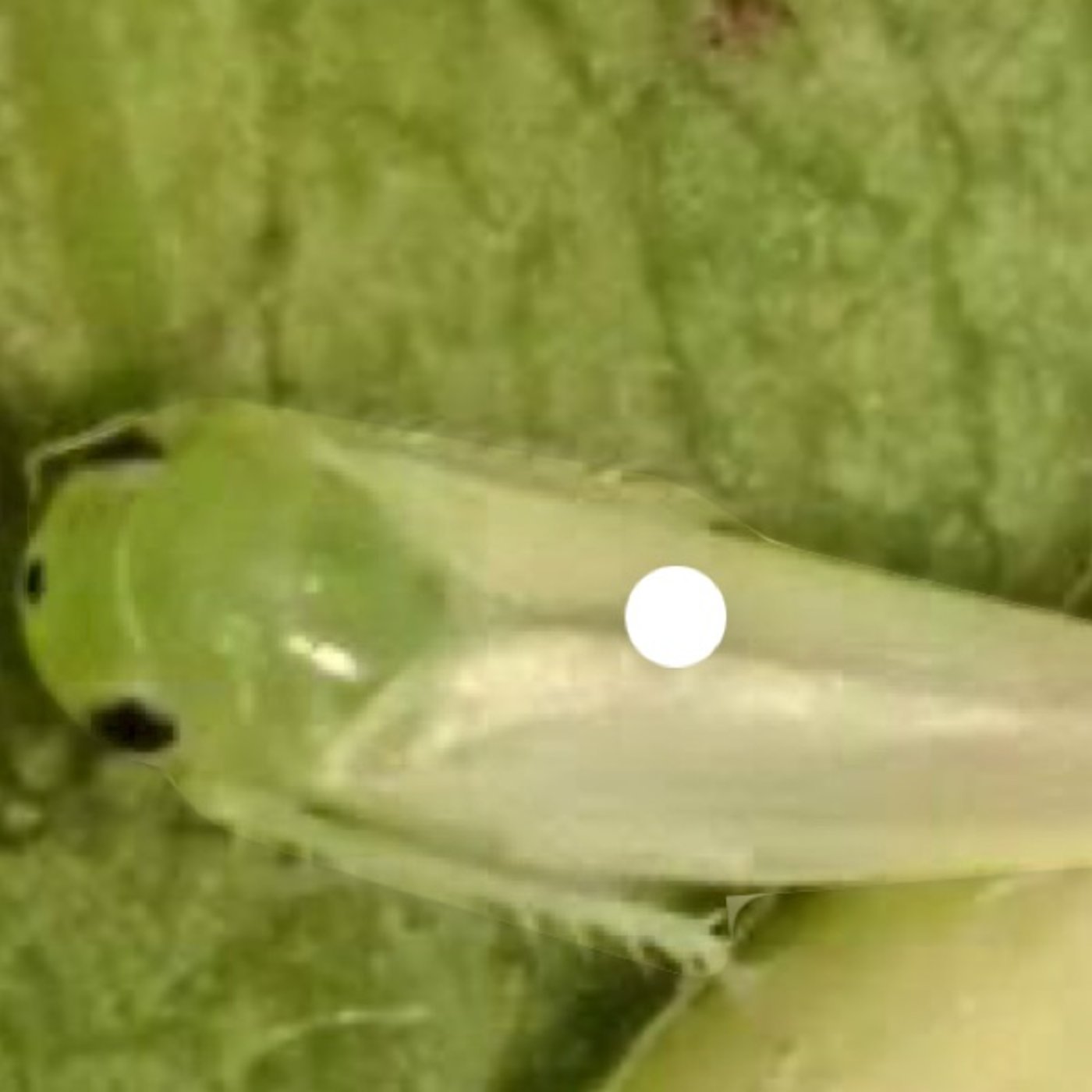 1🌱新たなる恐怖モモヒメヨコバイ、吸って葉を薄くし人体には痒みを episode artwork