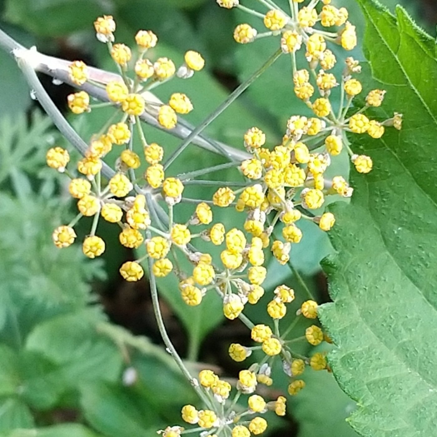 フェンネルの花240818 episode artwork