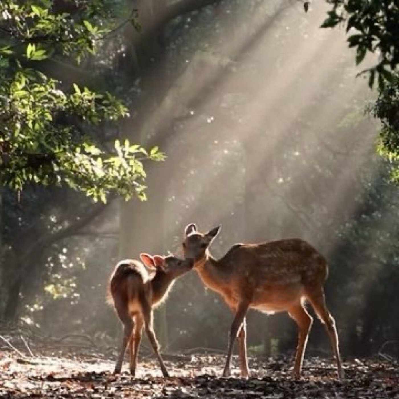 自然の摂理って？
