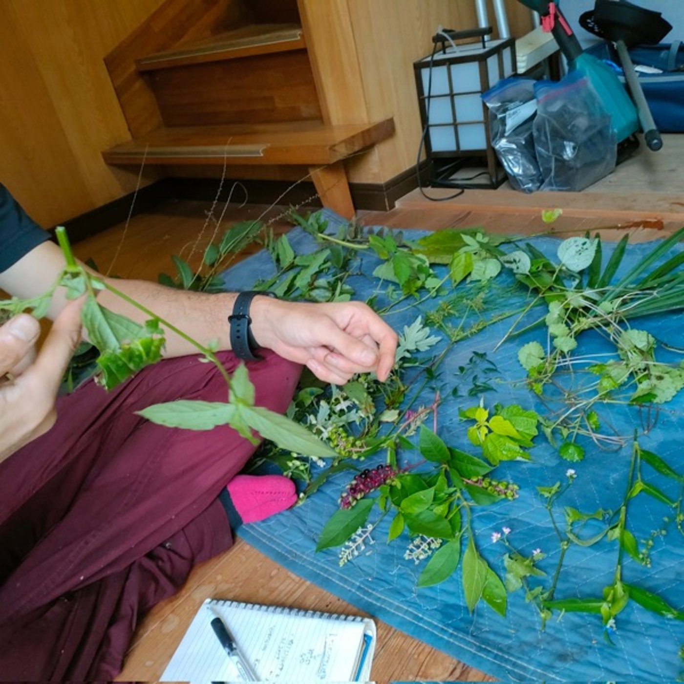 5🌱お庭の野草調査をプロに頼んで気づきが盛りだくさん episode artwork