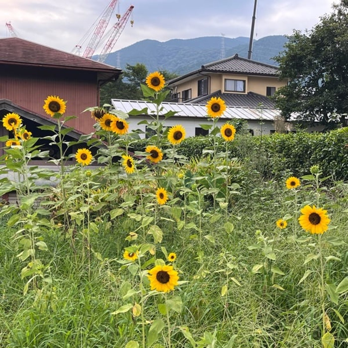 #0820【風に谷通信】ひまわり畑活動が花咲いてきたかも