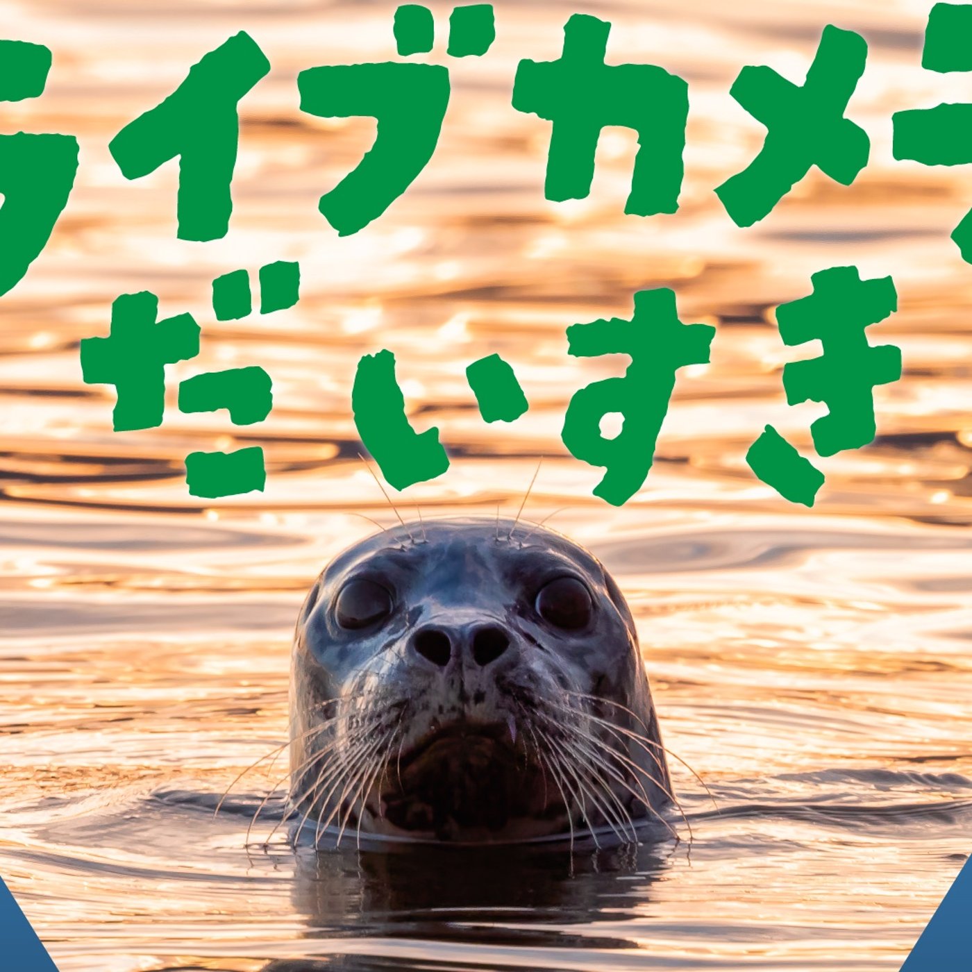 091 俺たちライブカメラ大好き族 episode artwork