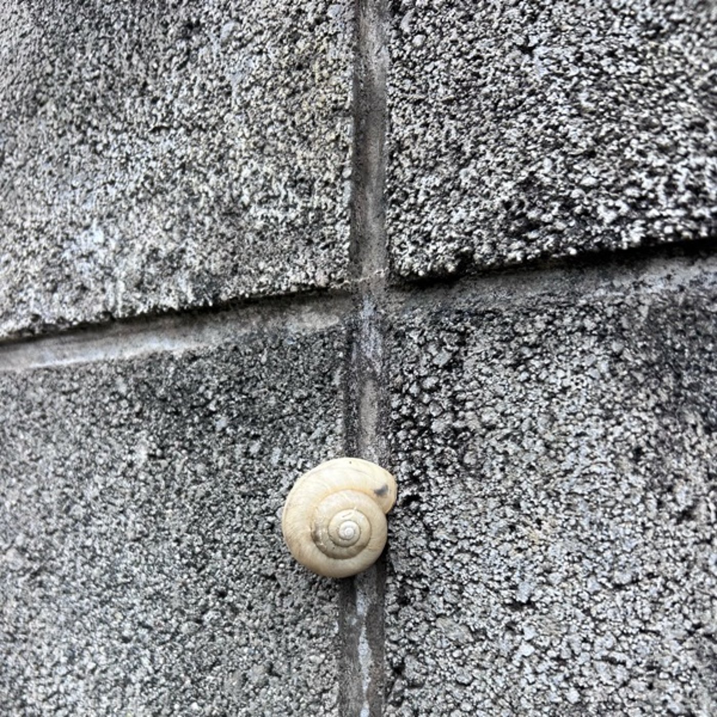 第一印象とエネルギー