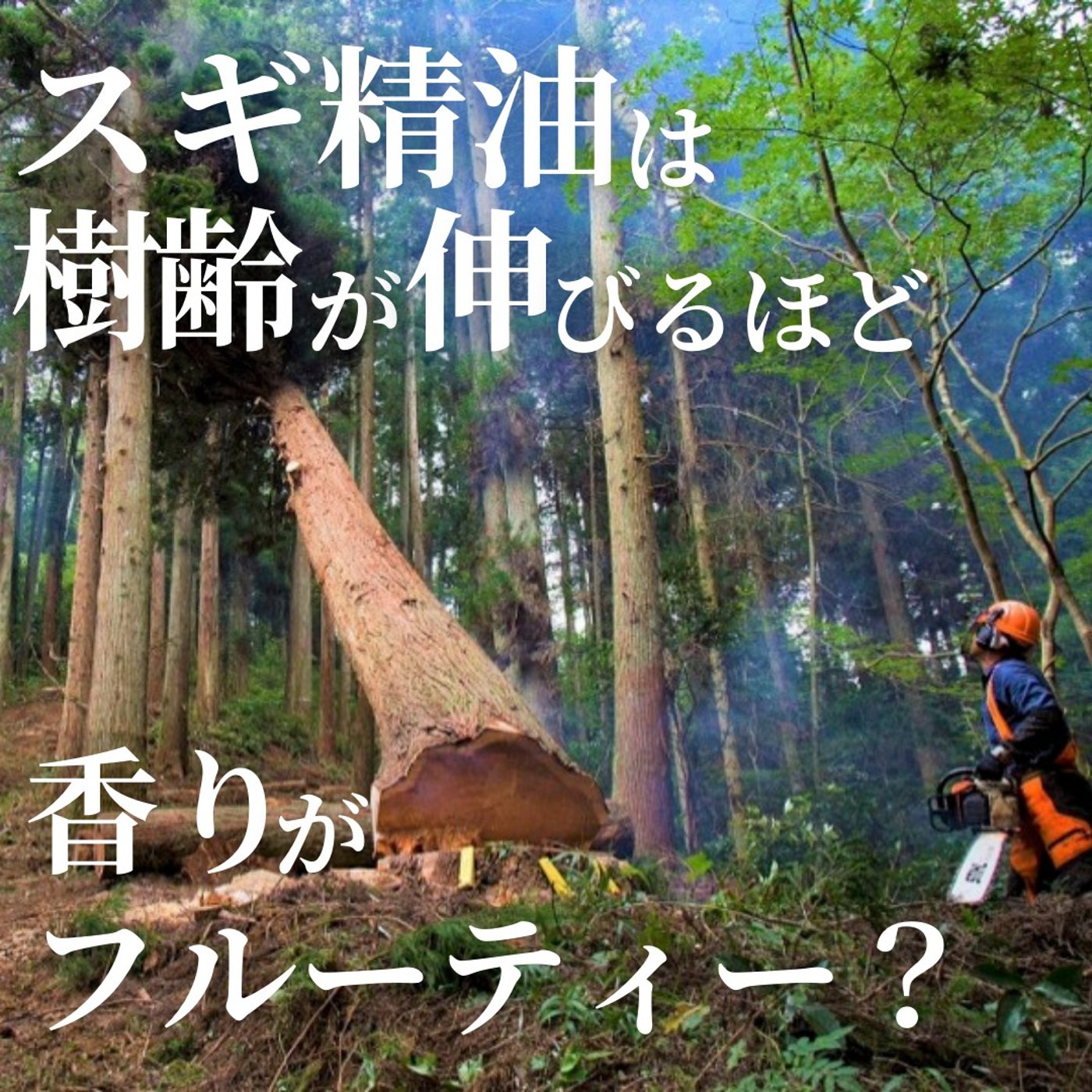 #389　スギ精油は樹齢が伸びるほど香りがフルーティー？ episode artwork