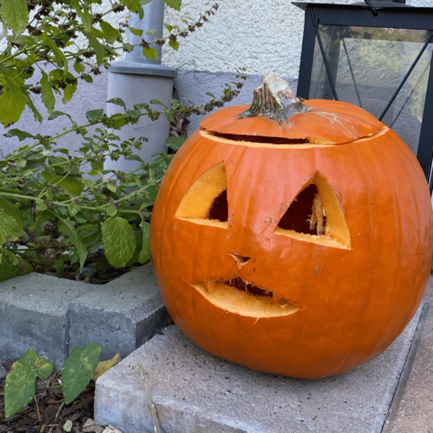 【LIVE】ドイツでハロウィン🎃　今更ですが笑 episode artwork