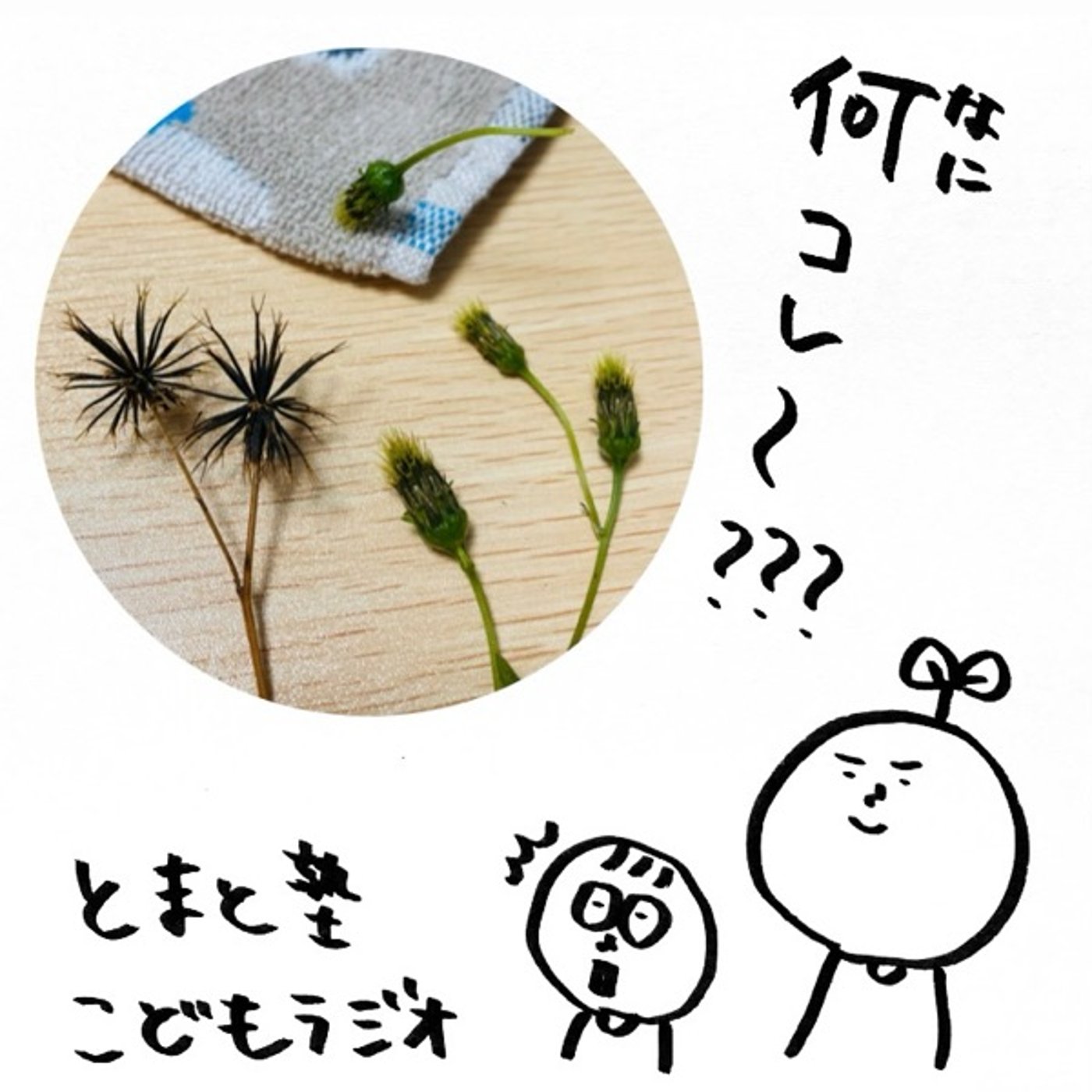 #56 このツンツンしてる植物、何？【とまと塾こどもラジオ】 episode artwork