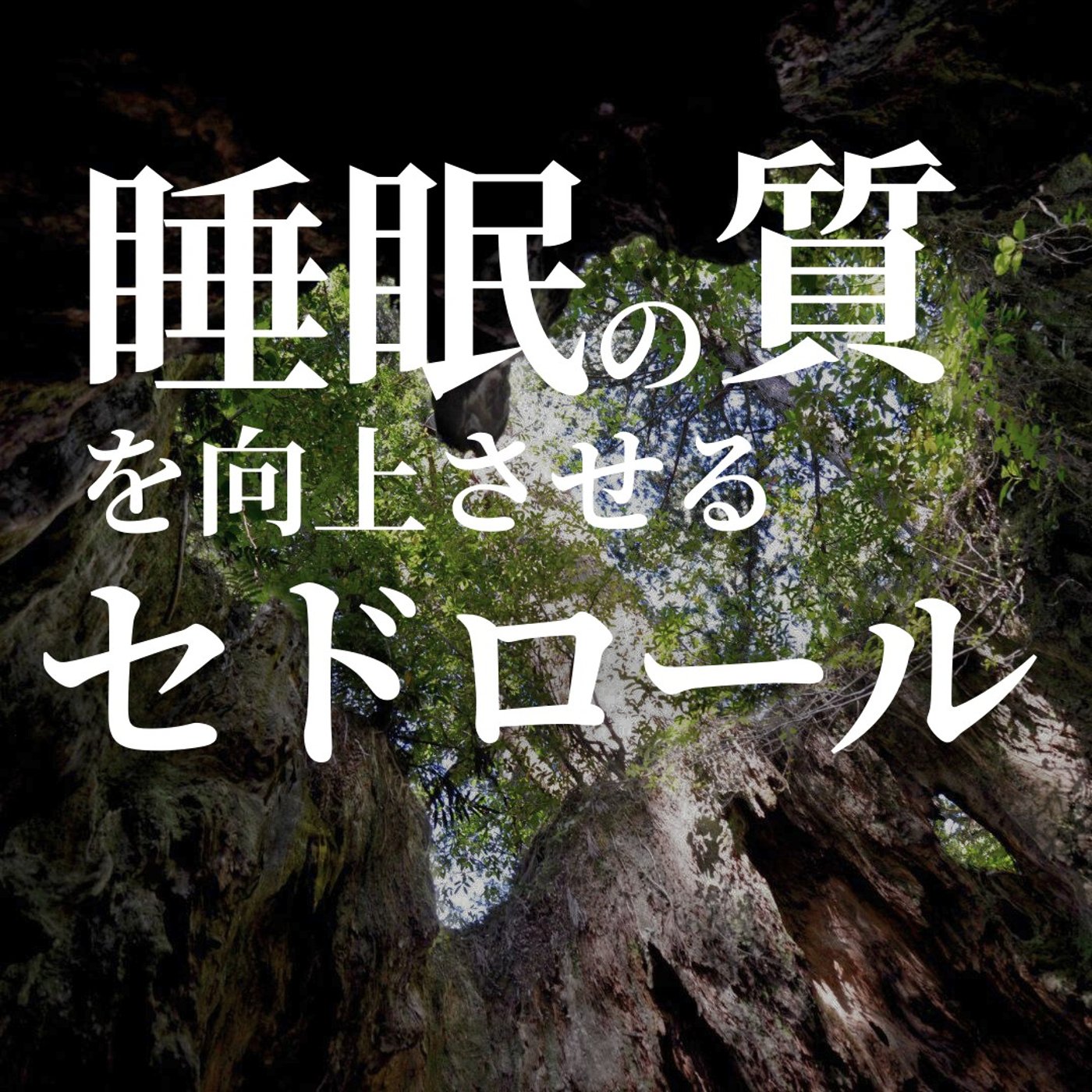 #395　睡眠の質を向上させるセドロール episode artwork
