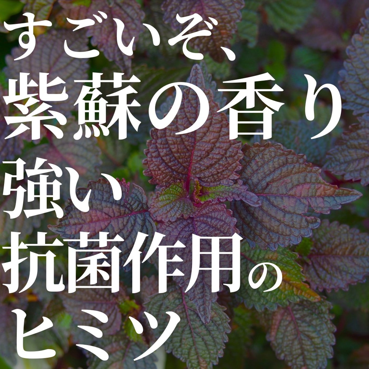 #397すごいぞ、紫蘇の香り！強い抗菌作用のヒミツ episode artwork