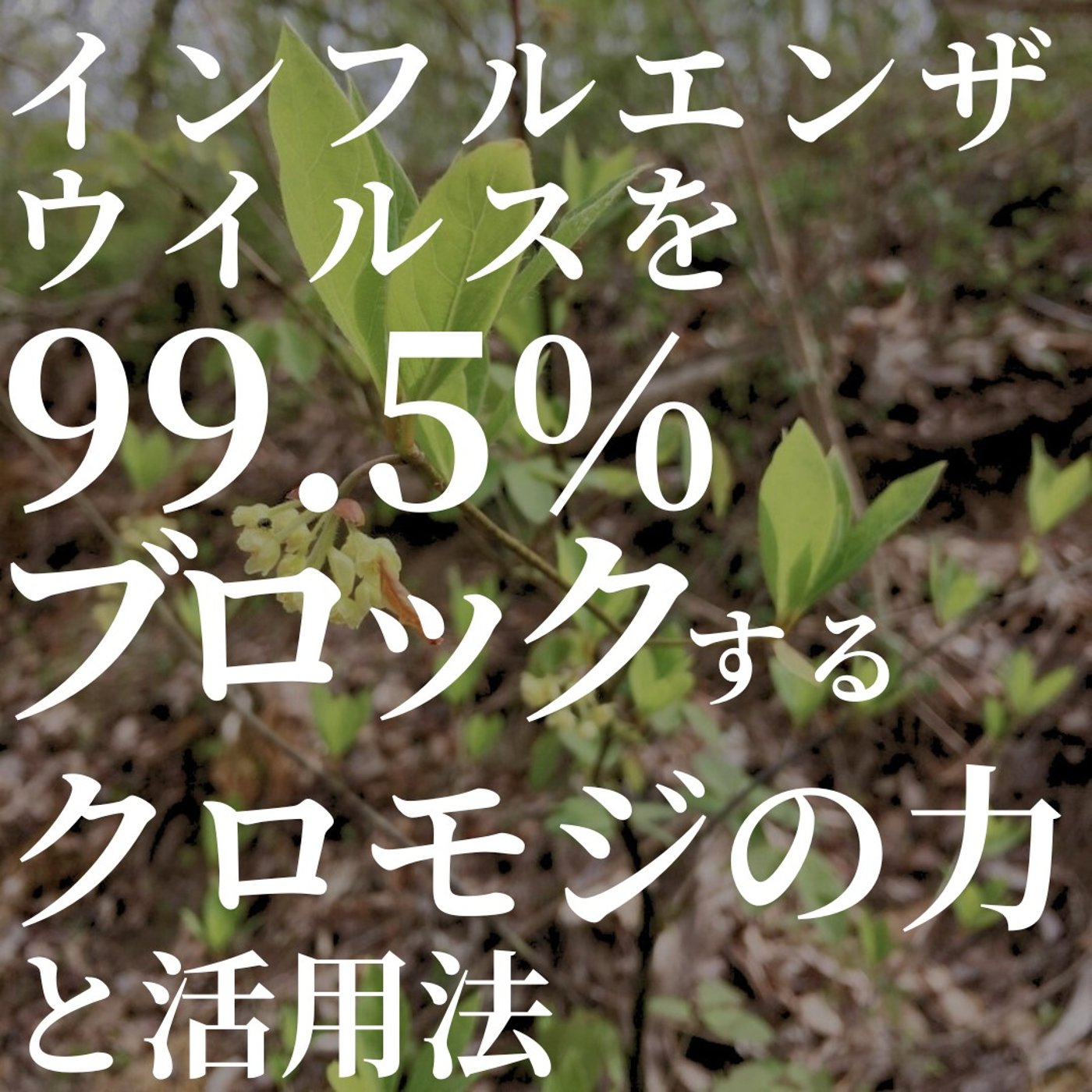 #398　インフルエンザウイルスを99.5%ブロックするクロモジの力と活用法 episode artwork