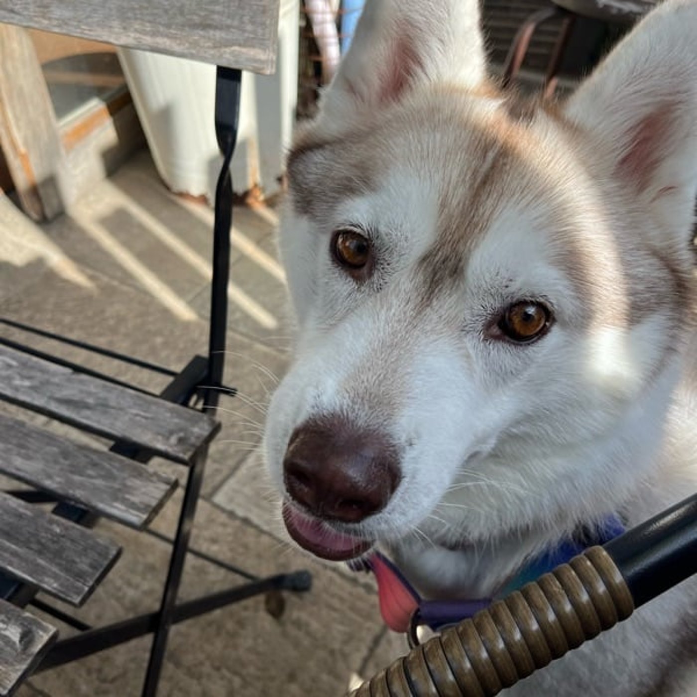 冬の散歩で注意することと、対策グッズ