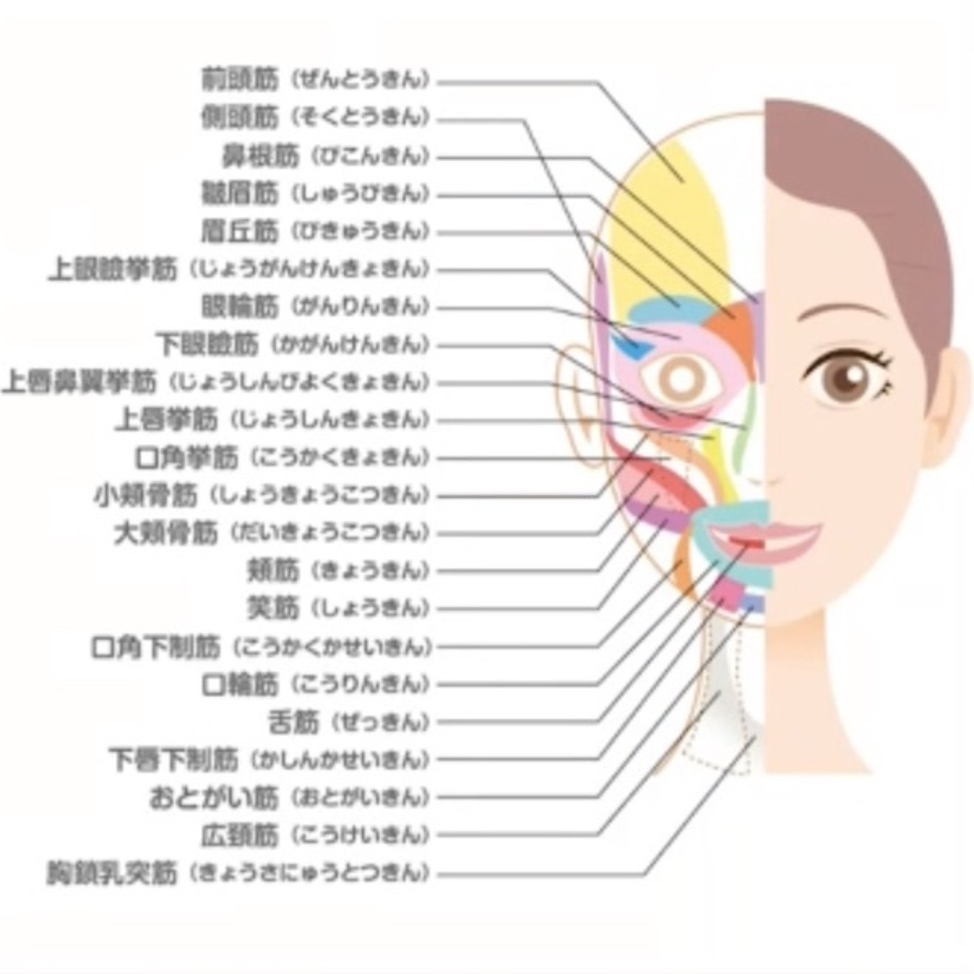牡牛座の対応部位である舌を鍛えようの話 episode artwork