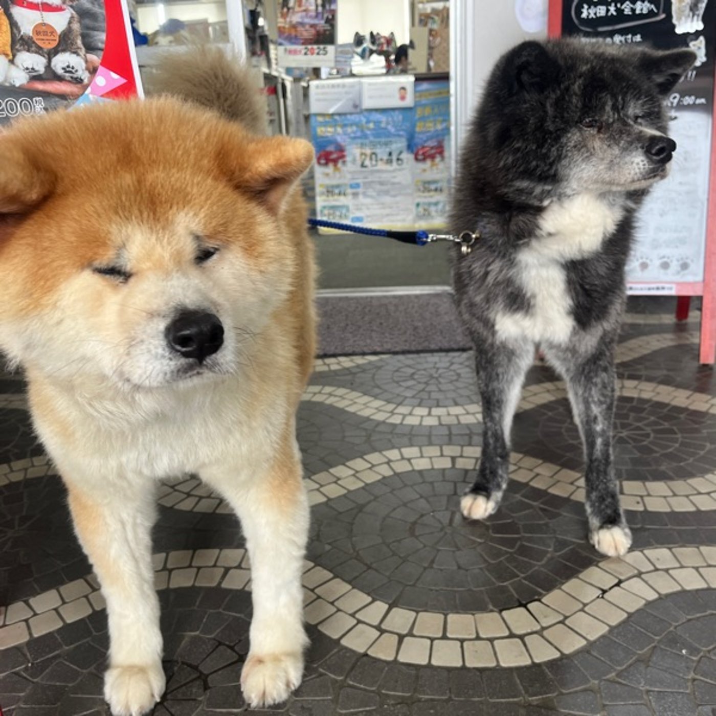 #238 秋田県大館市で大きな秋田犬を見てきました episode artwork