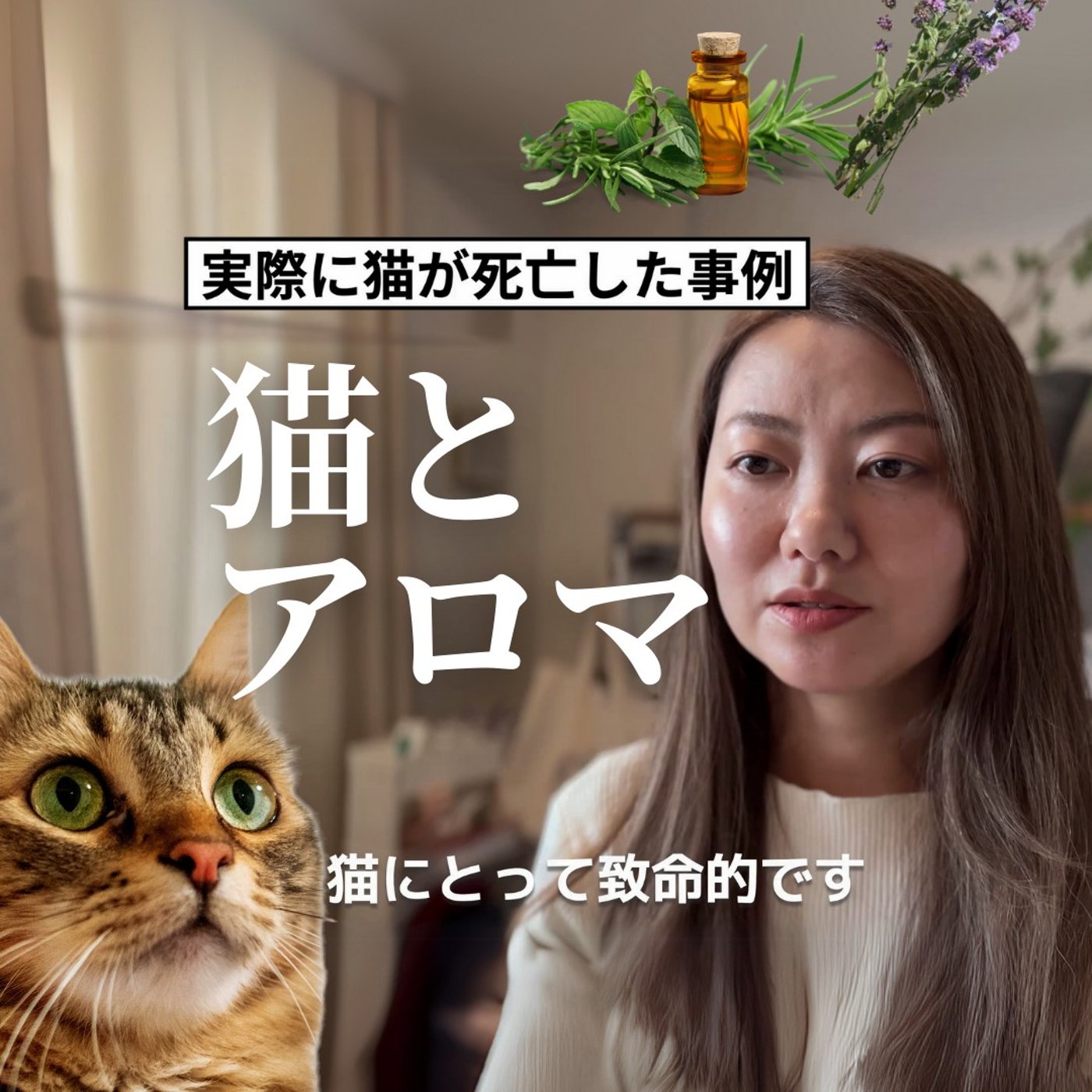 #402　猫とアロマ