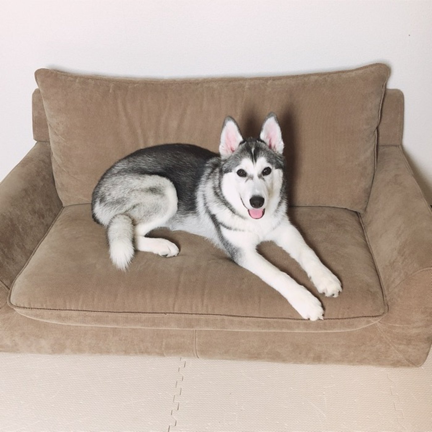 犬を迎えてから神様を信じるようになった話