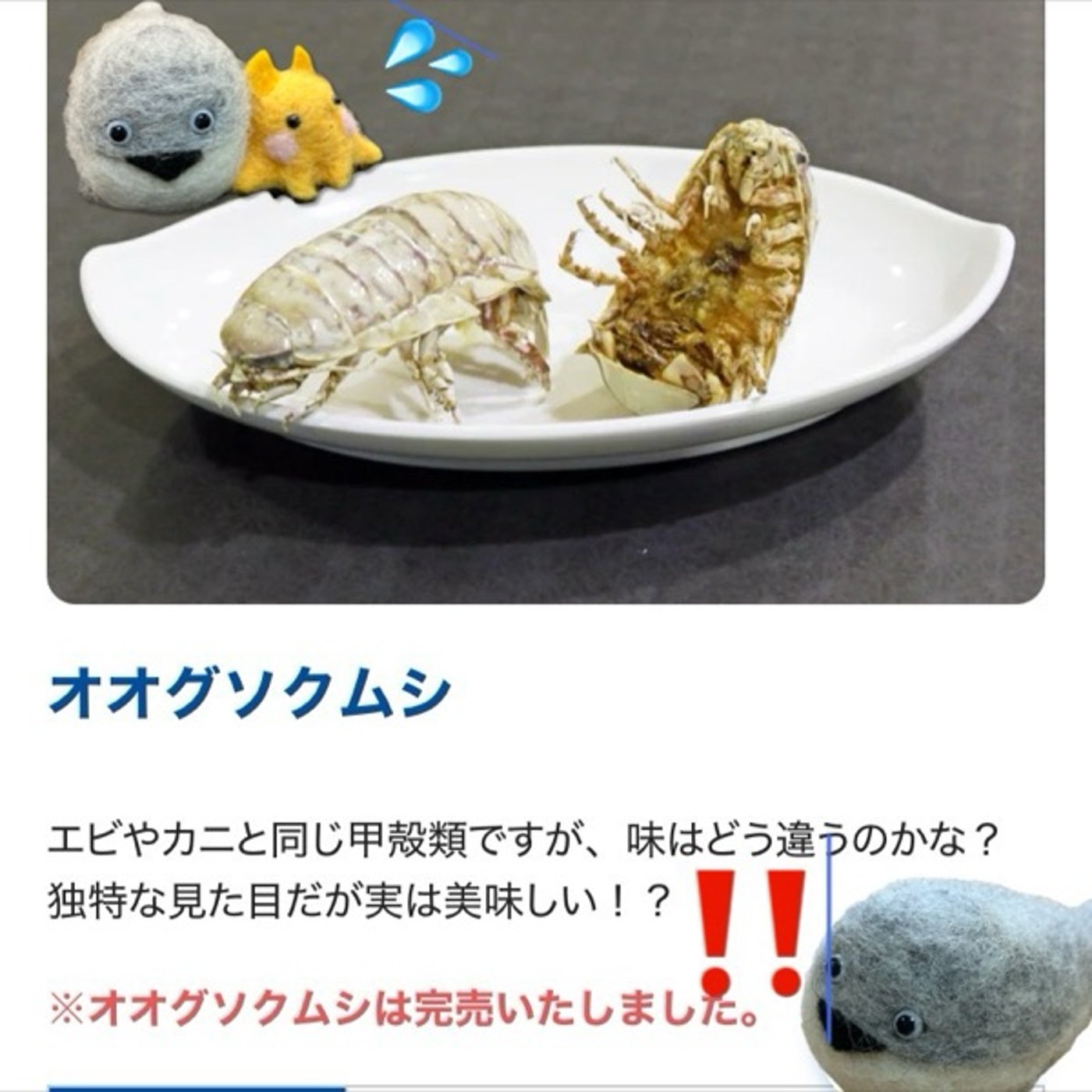 【え】メンダコを触りオオグソクムシを食す?!