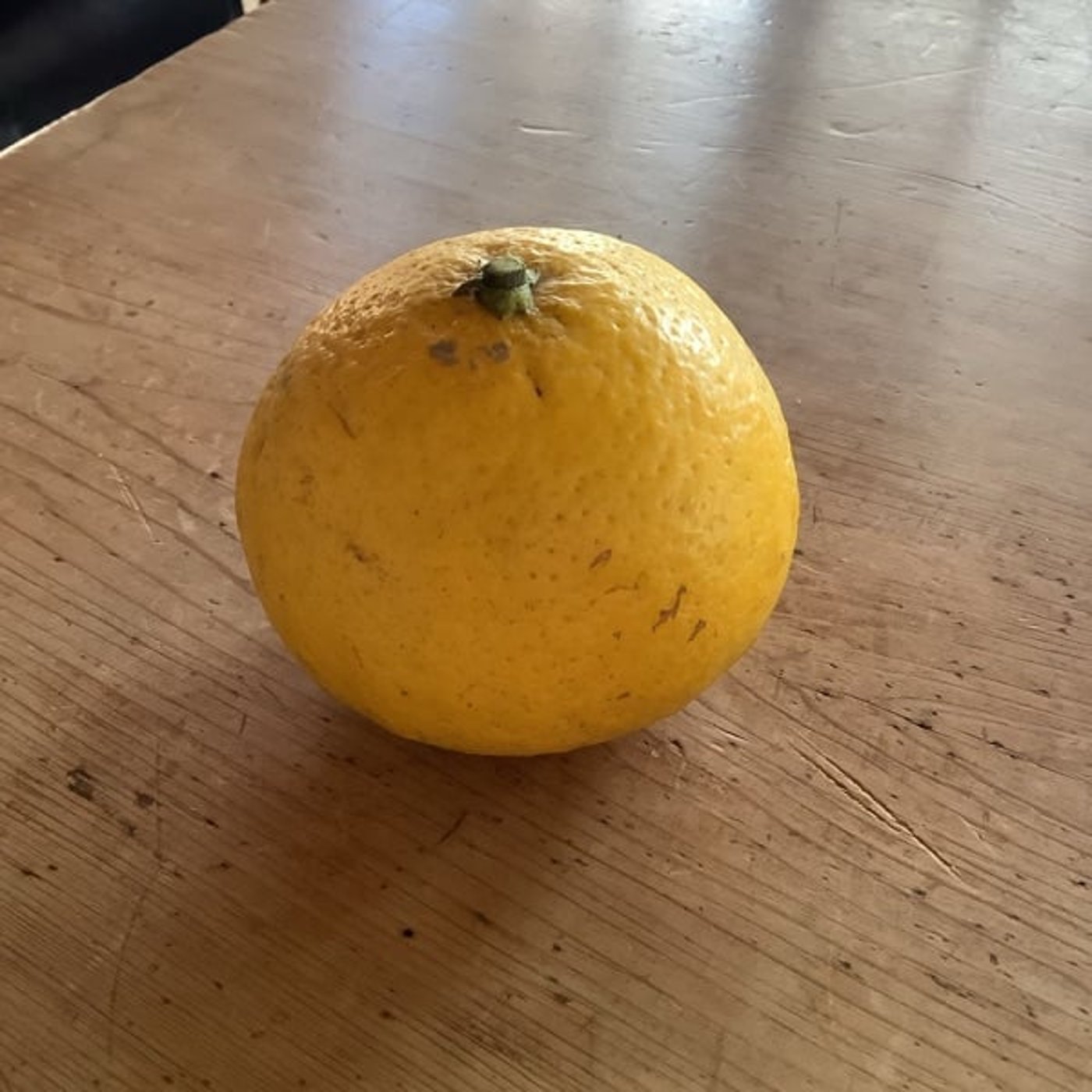 第134回 好きな柑橘は?アンケート結果🍊 第134回 好きな柑橘は?アンケート結果🍊