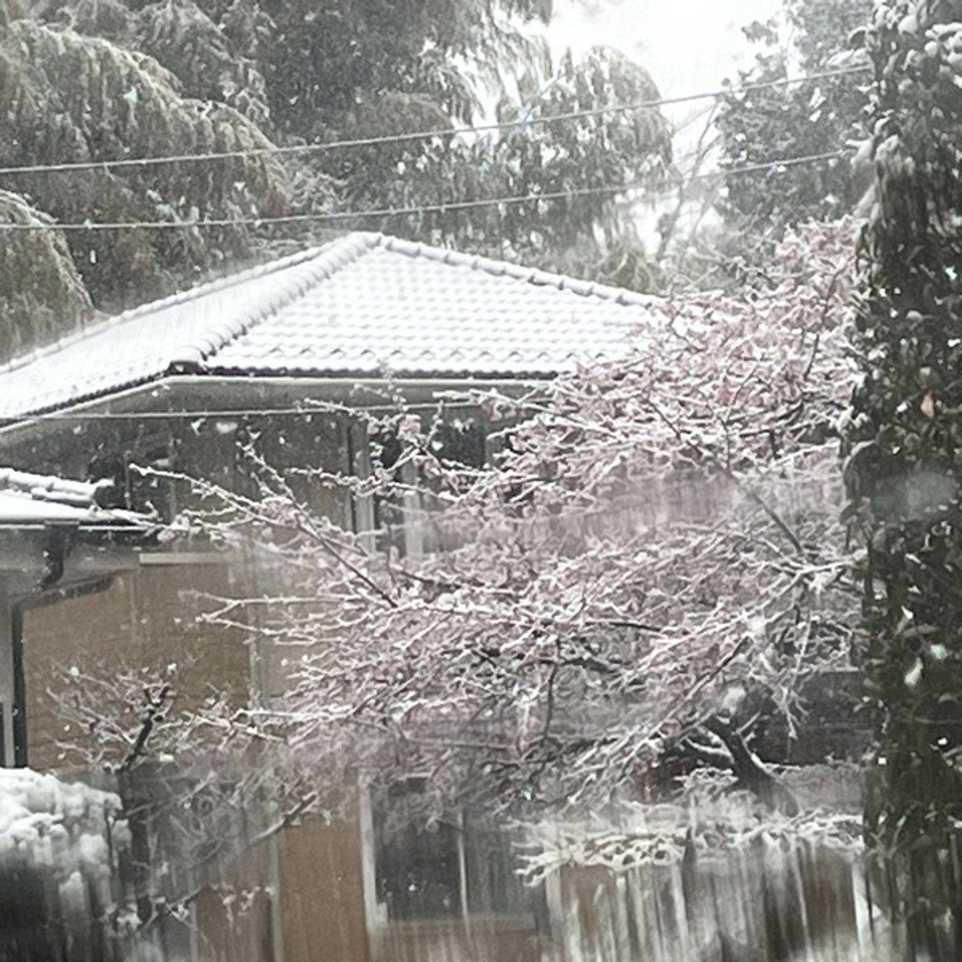 #330 雪が降る中道の駅にほうれん草出荷してきました episode artwork