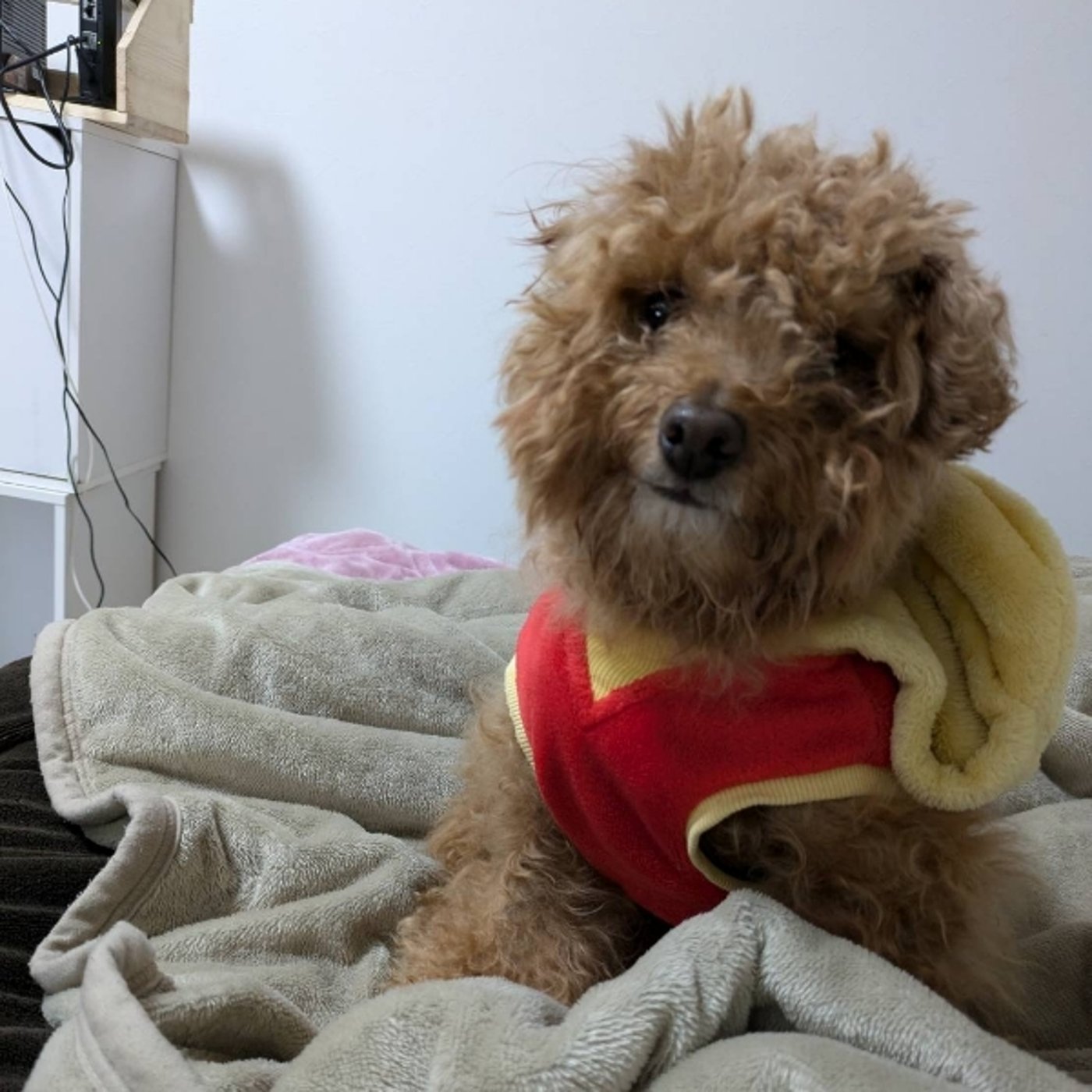 きくぞうの思い出話 第24回「空手」