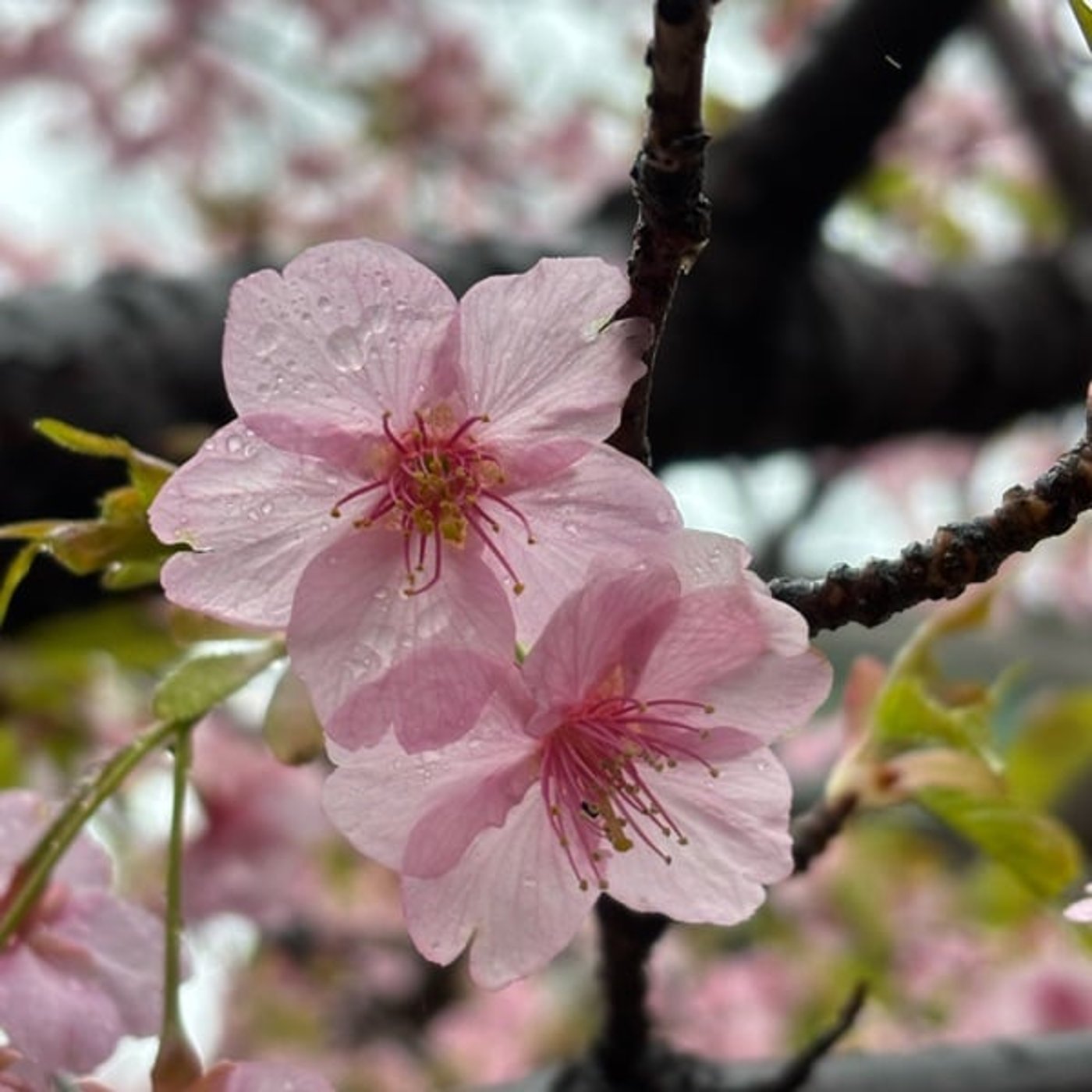 「美」3月26日の神様からのメッセージ
