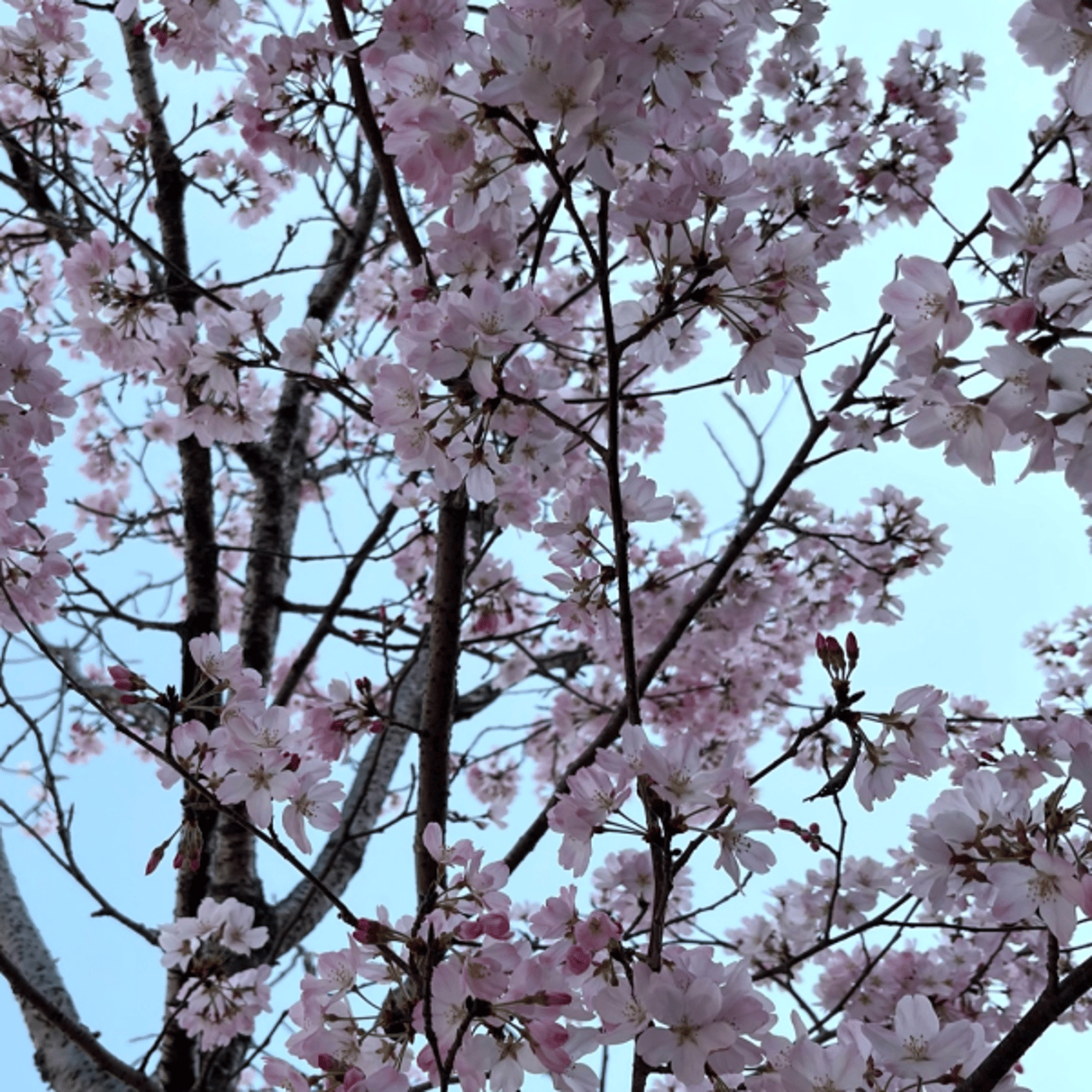 さおりん　5分英語でマインドフルネス